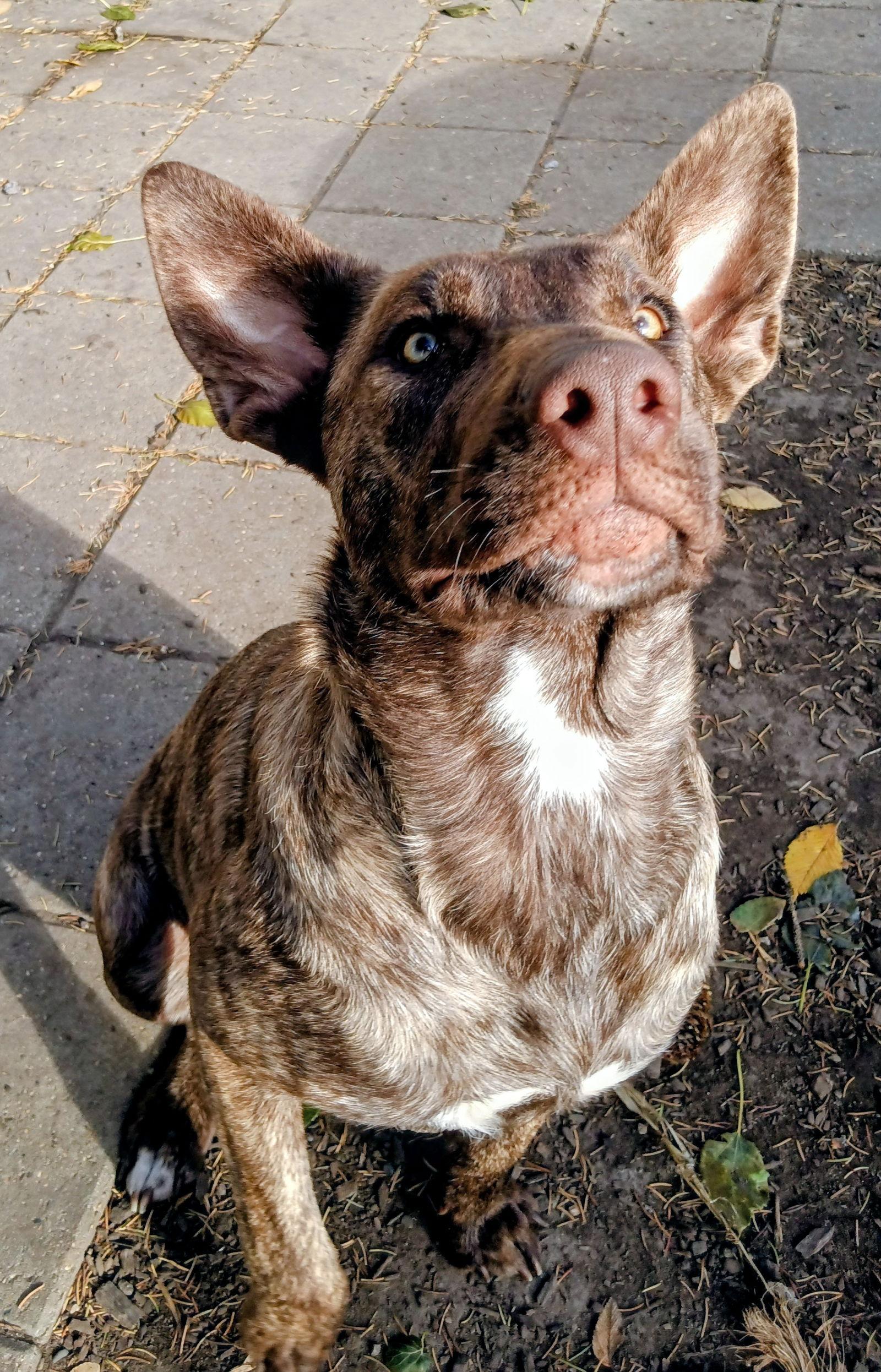 Enlarge Tula, a Adoptable mixed breed in Cottage Grove, MN image 2/3