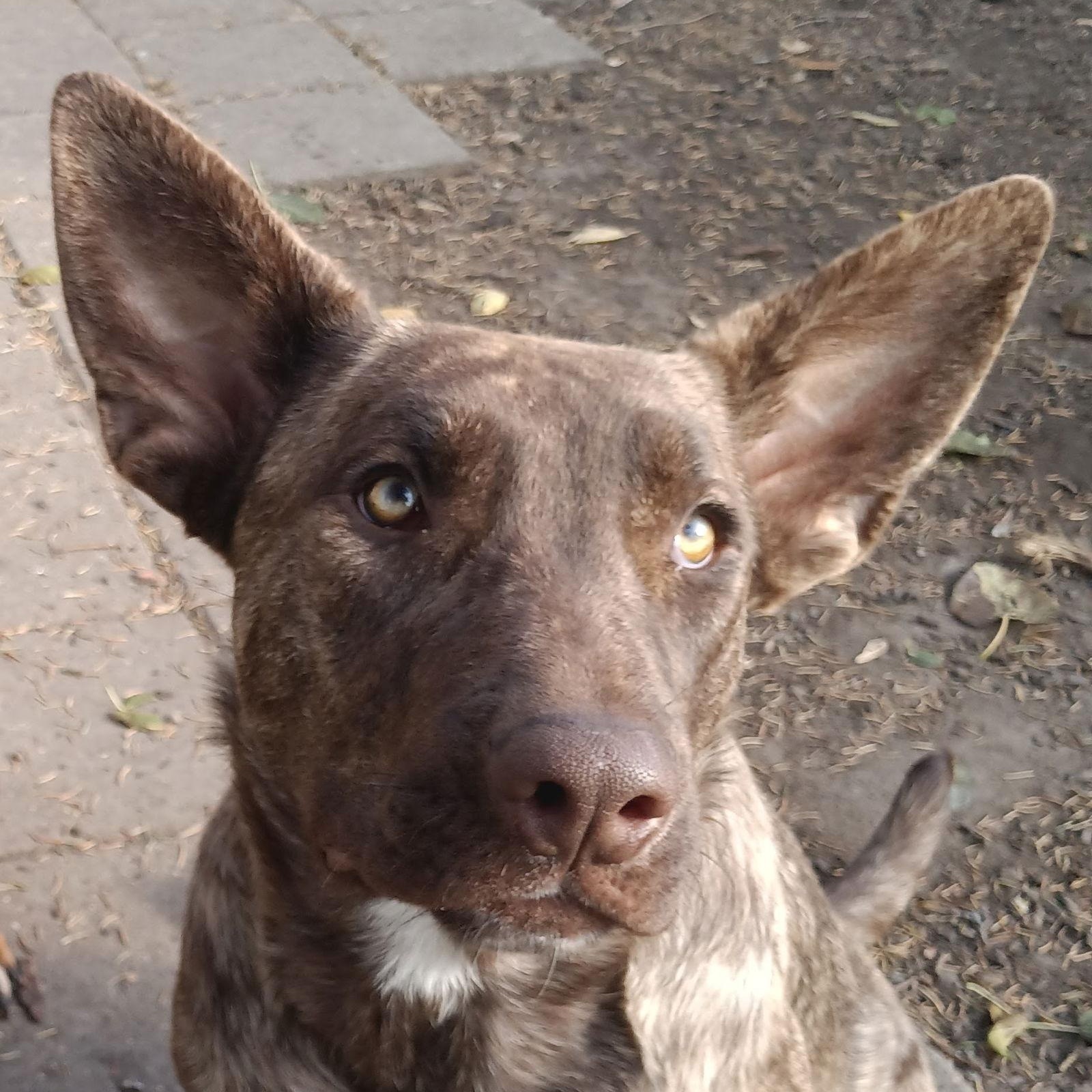 Tula, Adoptable, Young Female Doberman Pinscher & Shepherd.