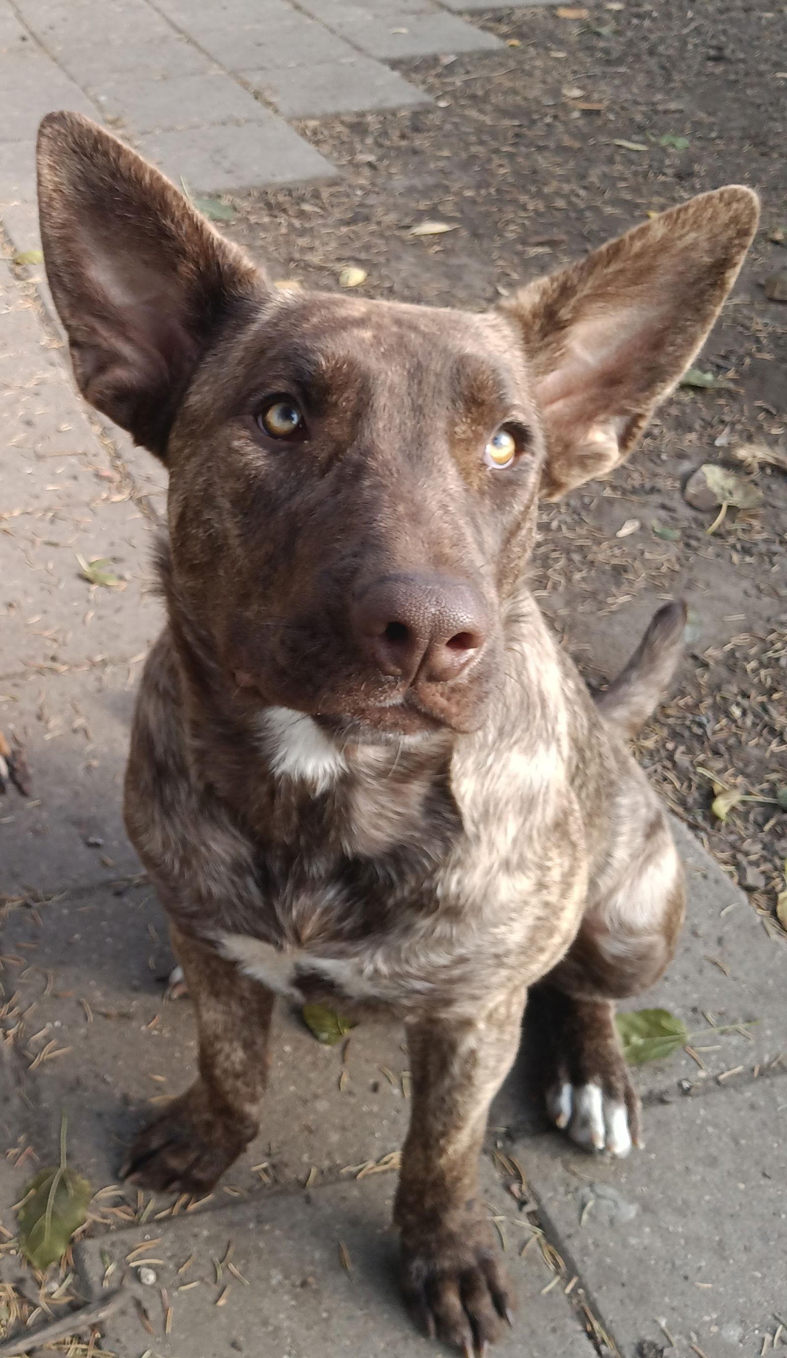Enlarge Tula, a Adoptable mixed breed in Cottage Grove, MN image 3/3
