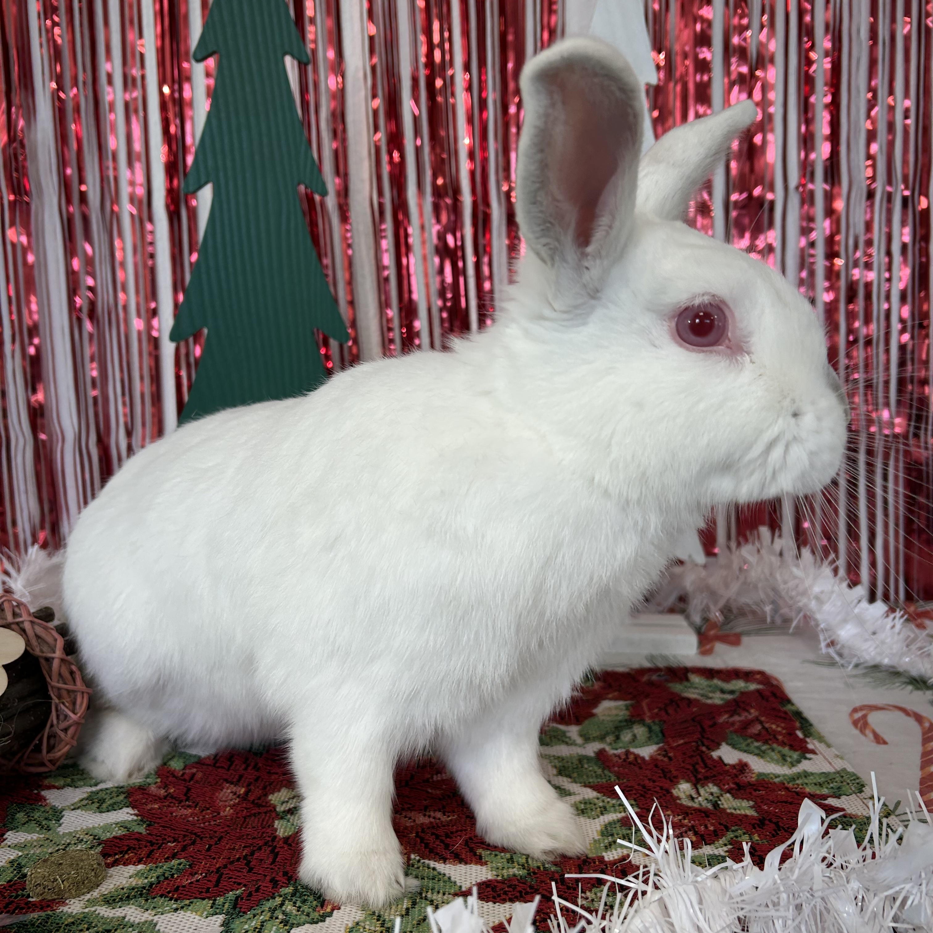 Shiela, Adoptable, Adult Female Bunny Rabbit.