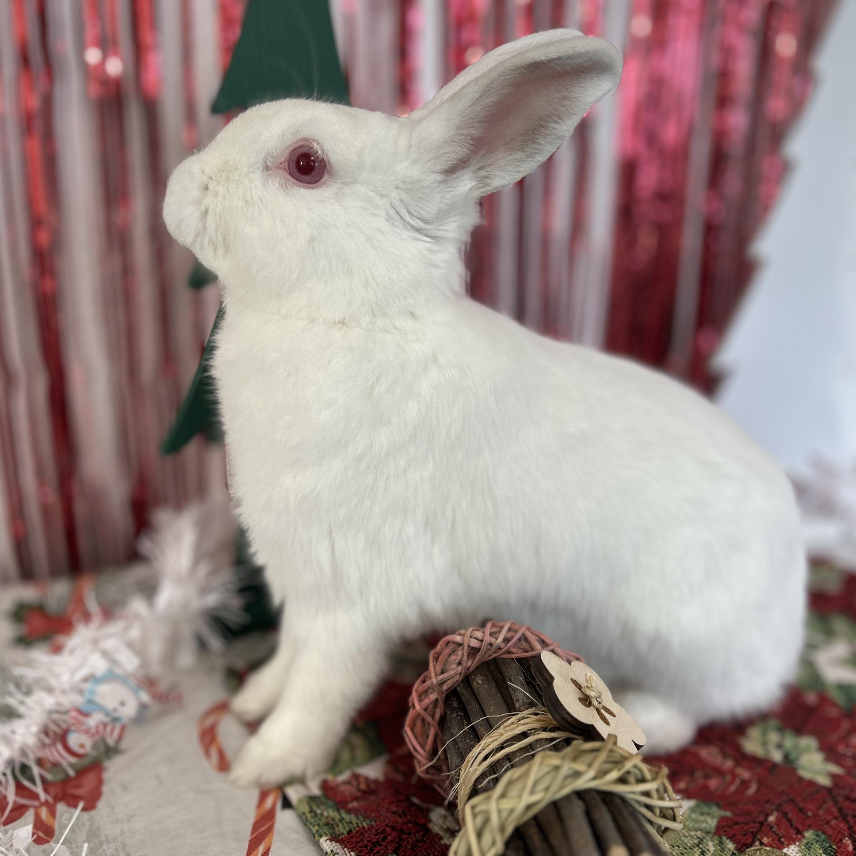 Enlarge Shiela, an adopted Bunny Rabbit in Long Beach, CA image 3/3