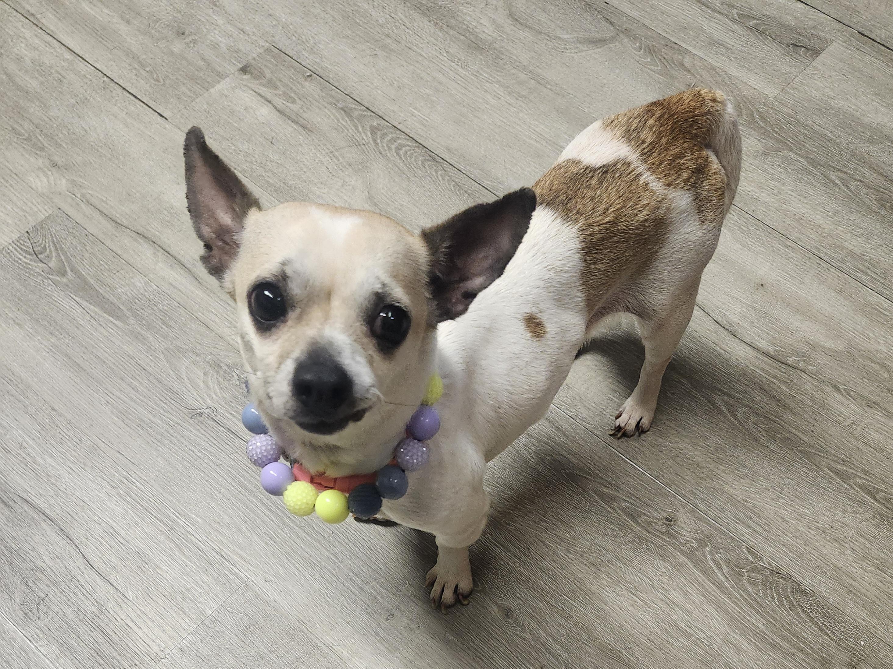 Enlarge Chione, an adopted mixed breed in Mansfield, OH image 3/4