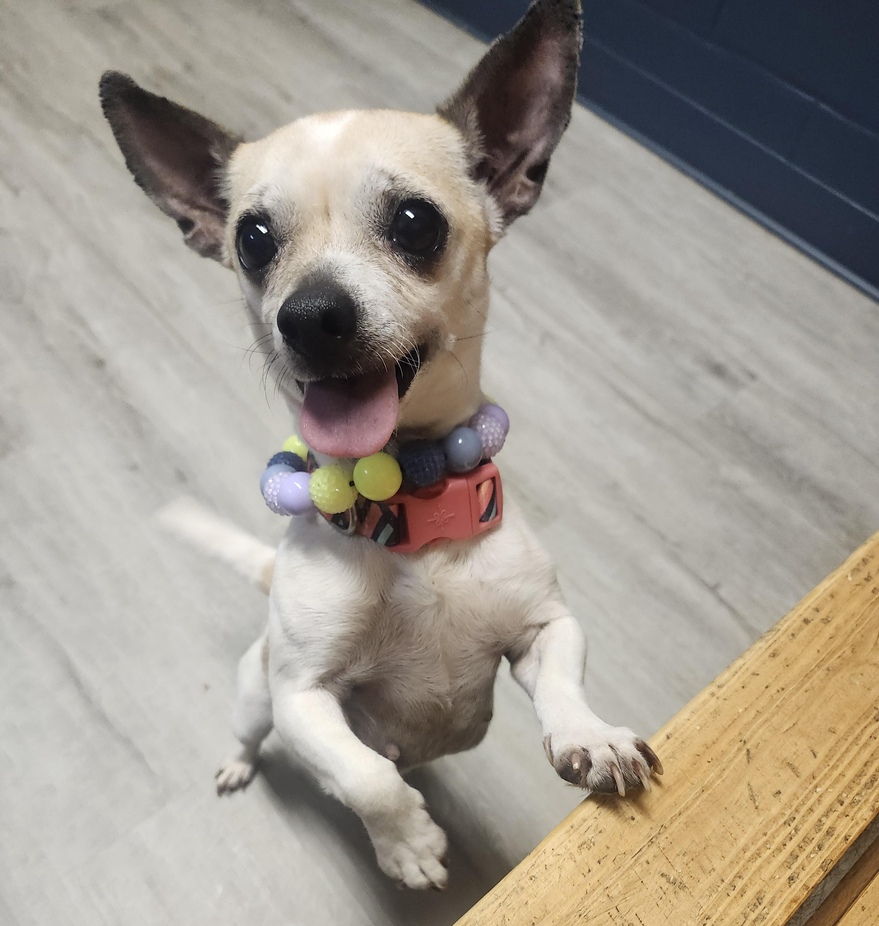 Chione, adopted, Senior Female Chihuahua.