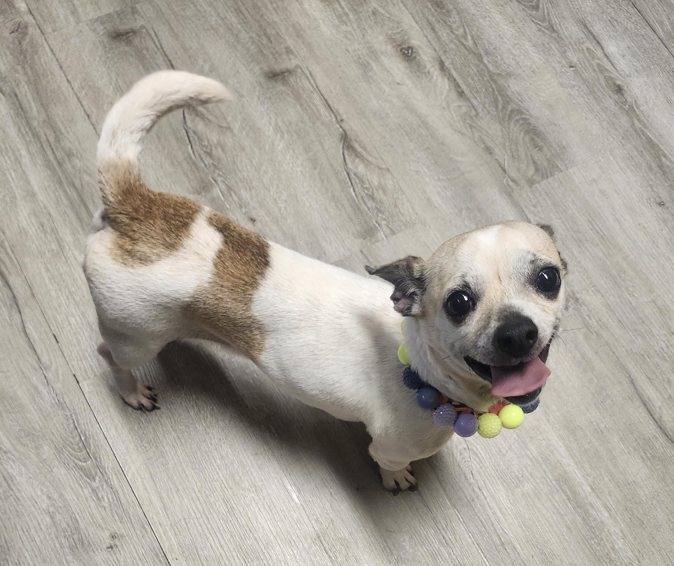 Enlarge Chione, an adopted mixed breed in Mansfield, OH image 2/4