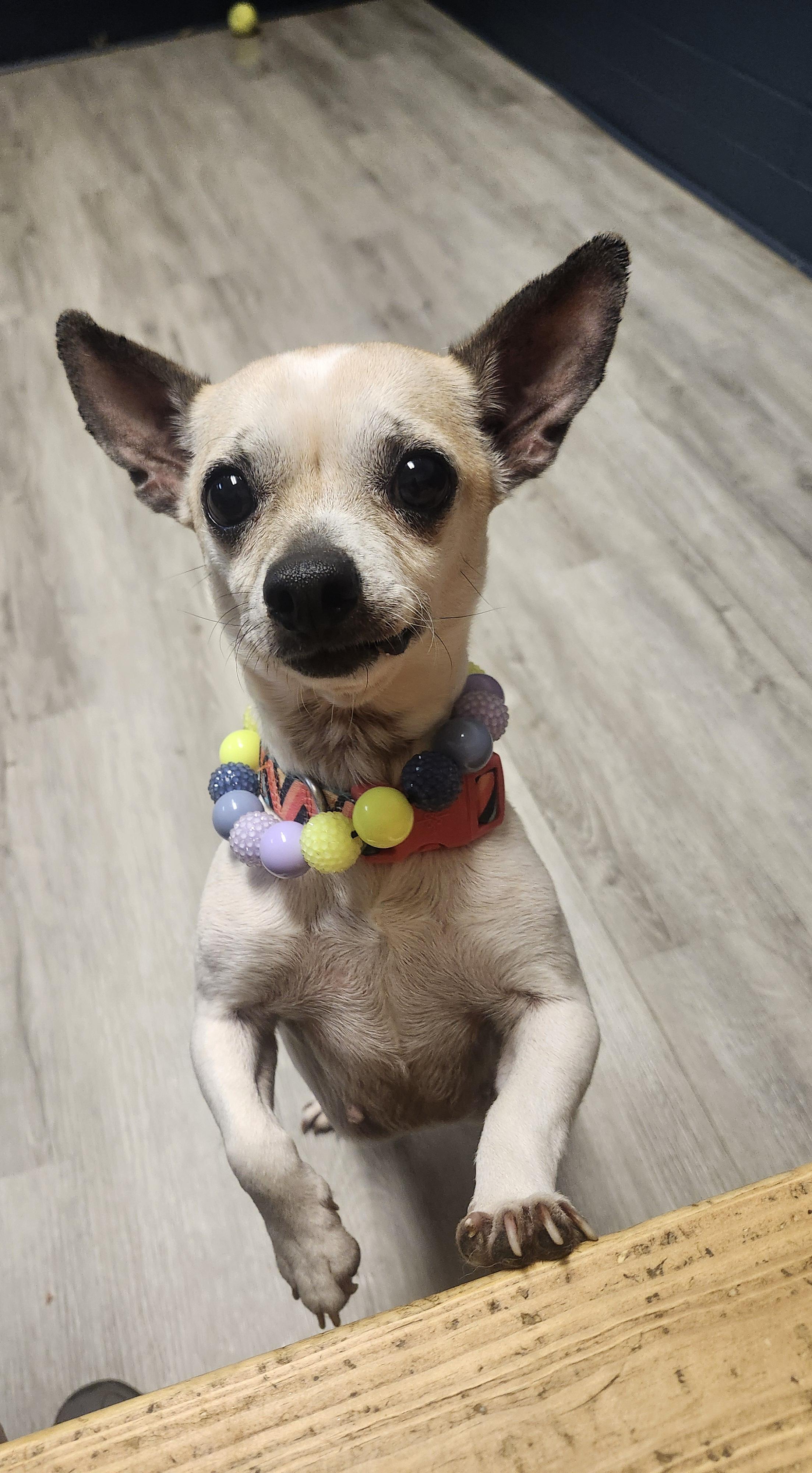 Enlarge Chione, an adopted mixed breed in Mansfield, OH image 4/4