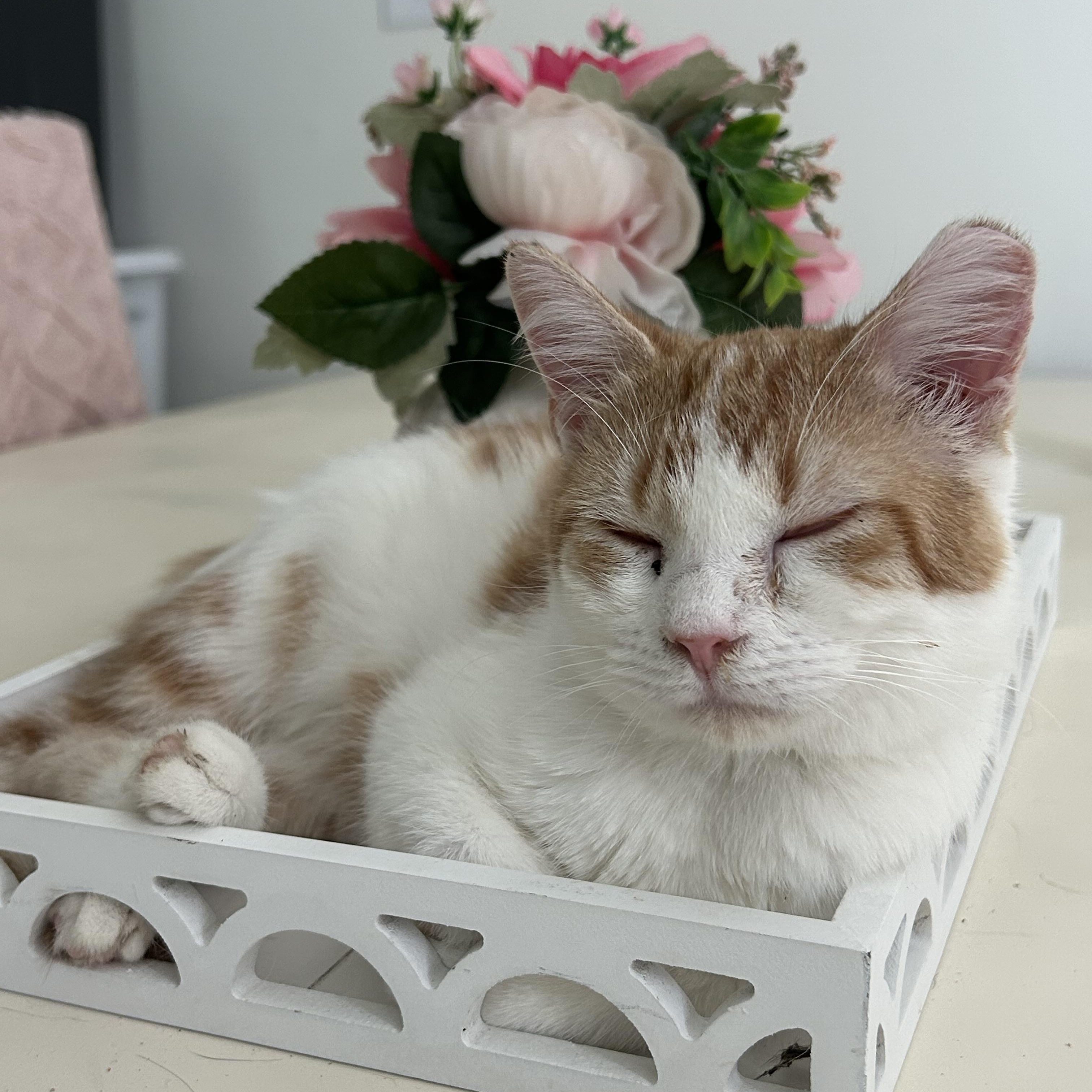 Suzi & Norma, a Adoptable Domestic Short Hair in Fort Oglethorpe, GA image 4/6