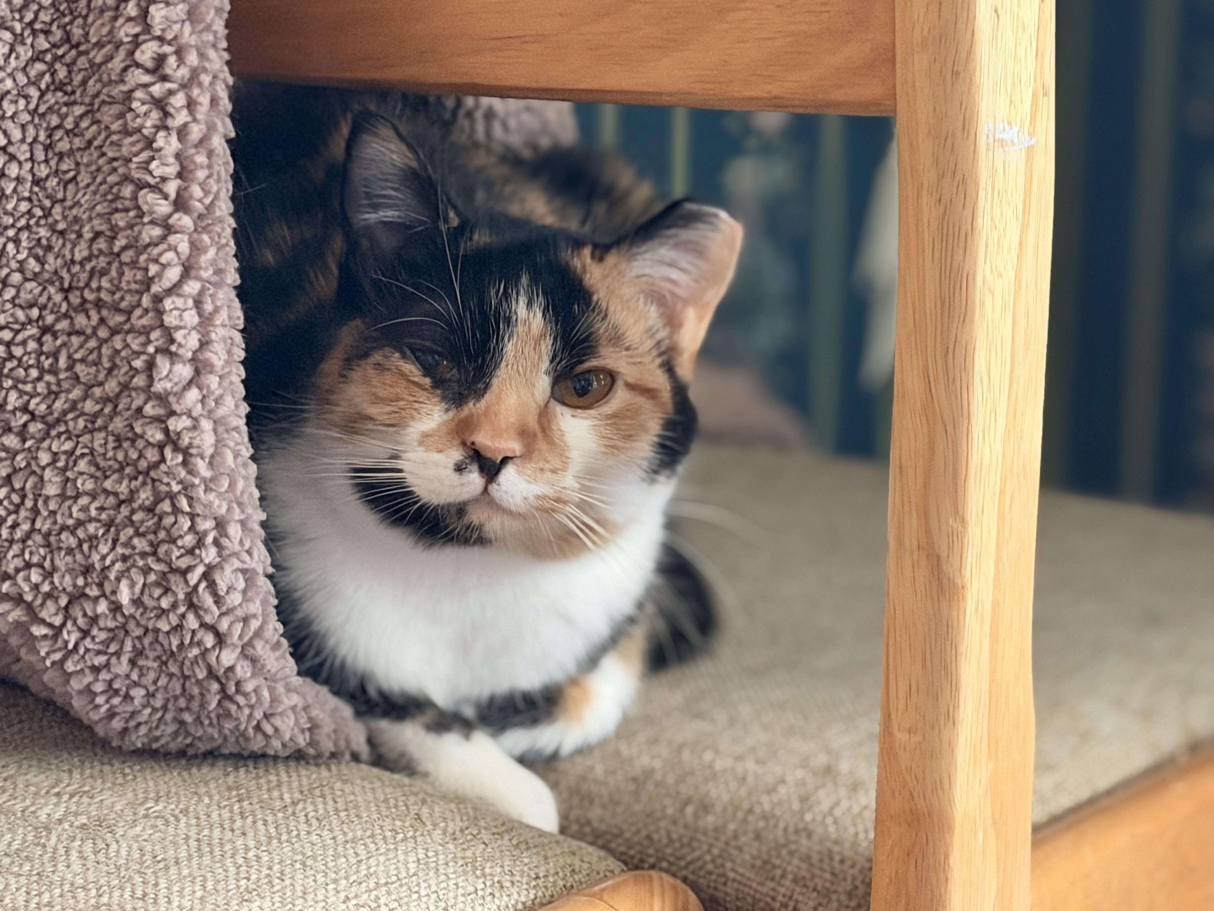 Suzi & Norma, Adoptable, Kitten Female Domestic Short Hair.