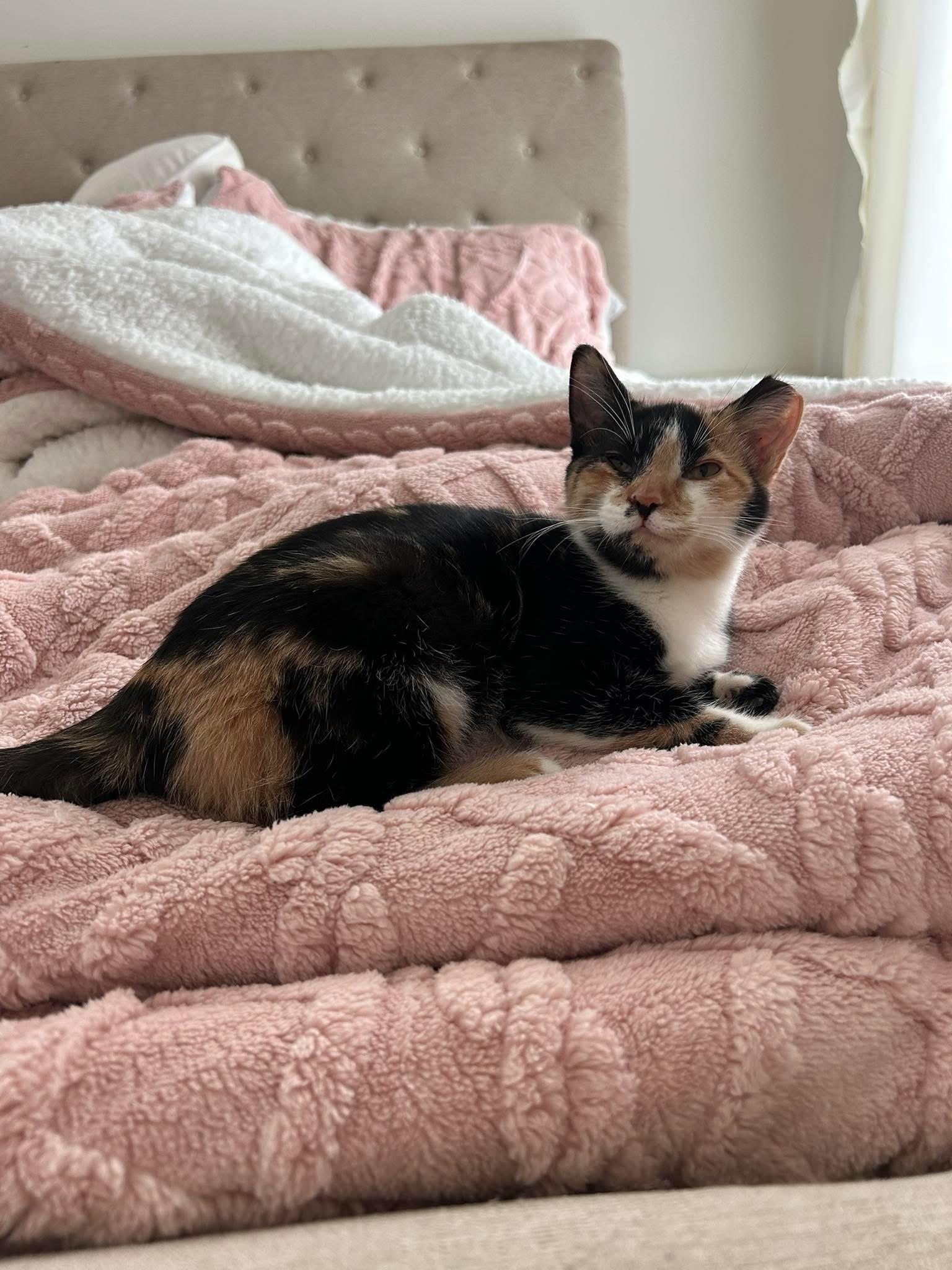 Suzi & Norma, a Adoptable Domestic Short Hair in Fort Oglethorpe, GA image 6/6