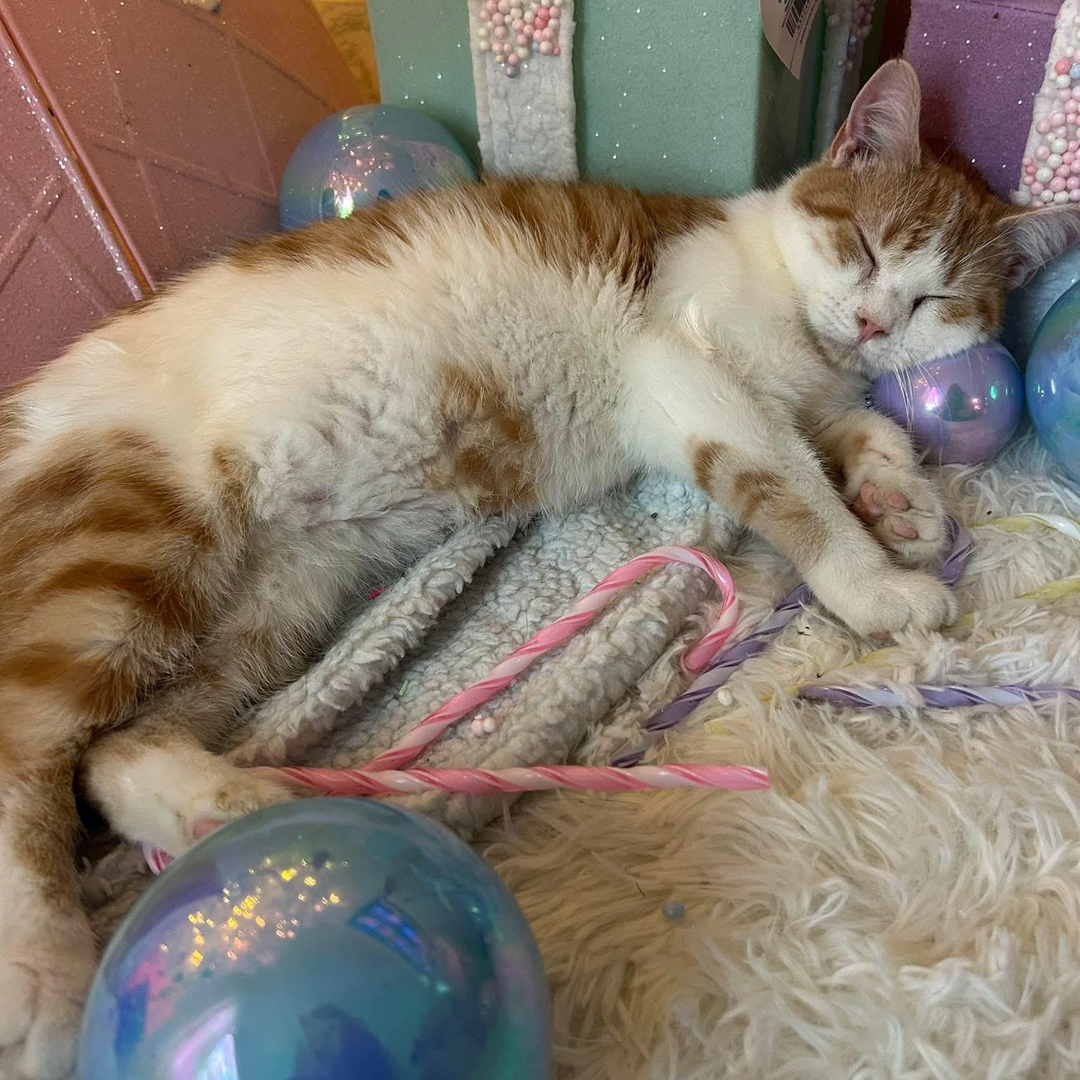 Suzi & Norma, a Adoptable Domestic Short Hair in Fort Oglethorpe, GA image 1/6