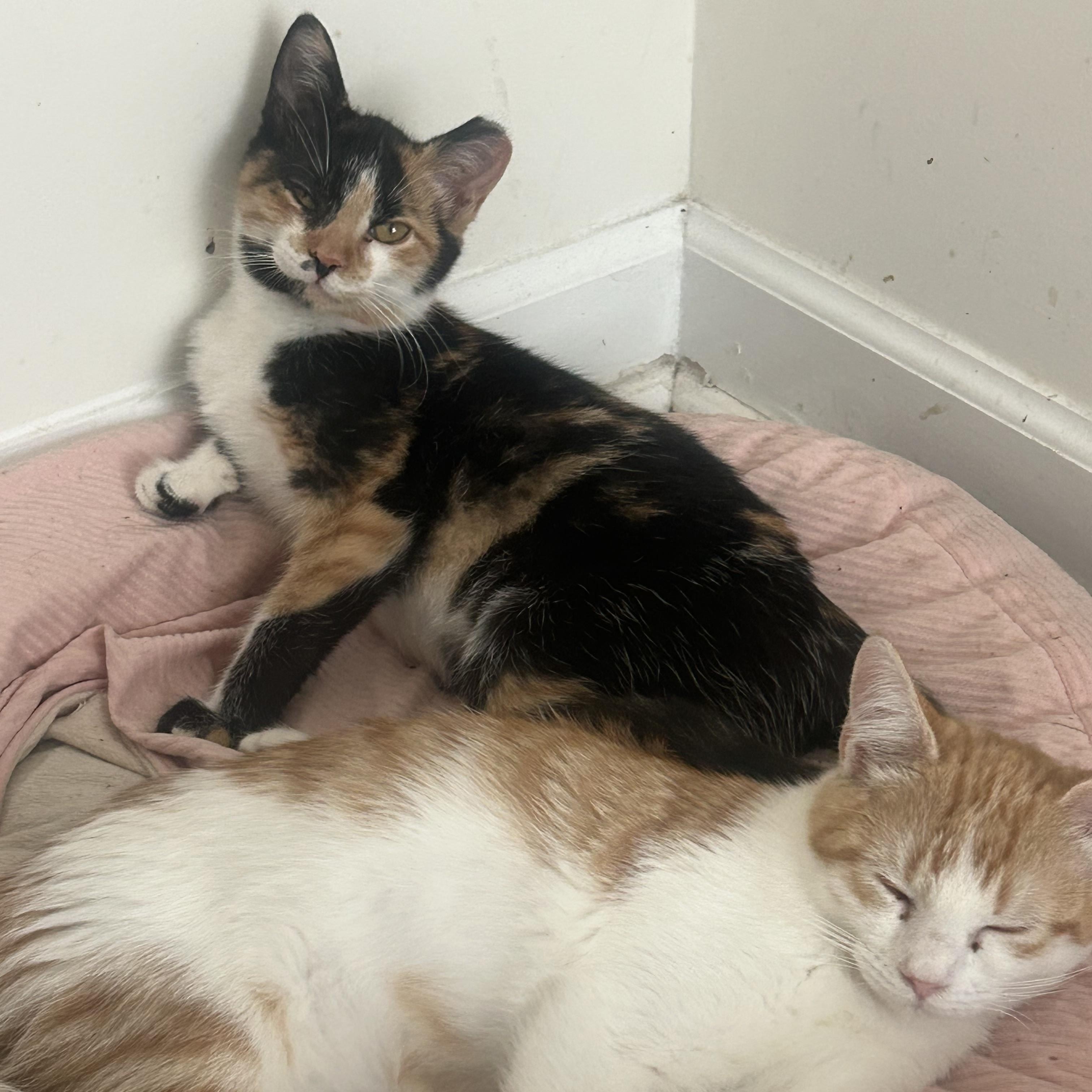 Suzi & Norma, a Adoptable Domestic Short Hair in Fort Oglethorpe, GA image 5/6