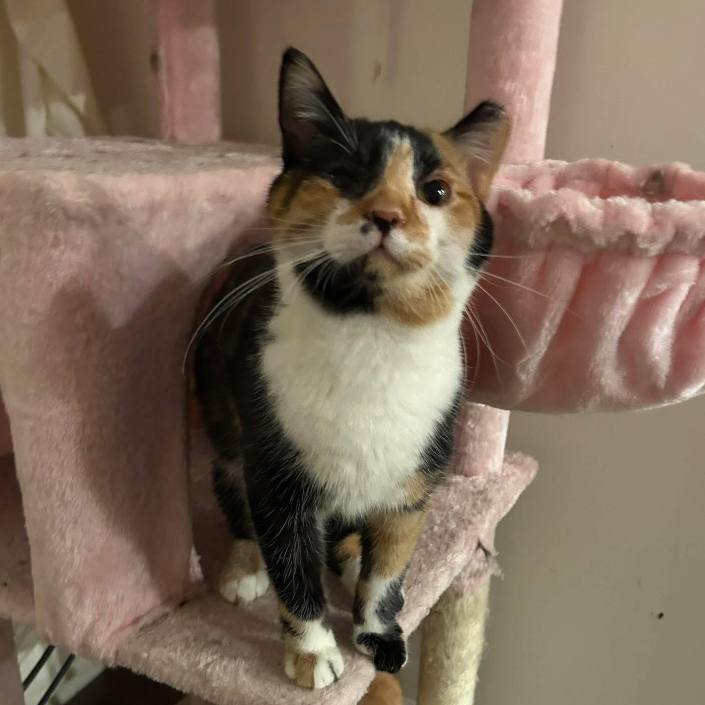 Suzi & Norma, a Adoptable Domestic Short Hair in Fort Oglethorpe, GA image 2/6