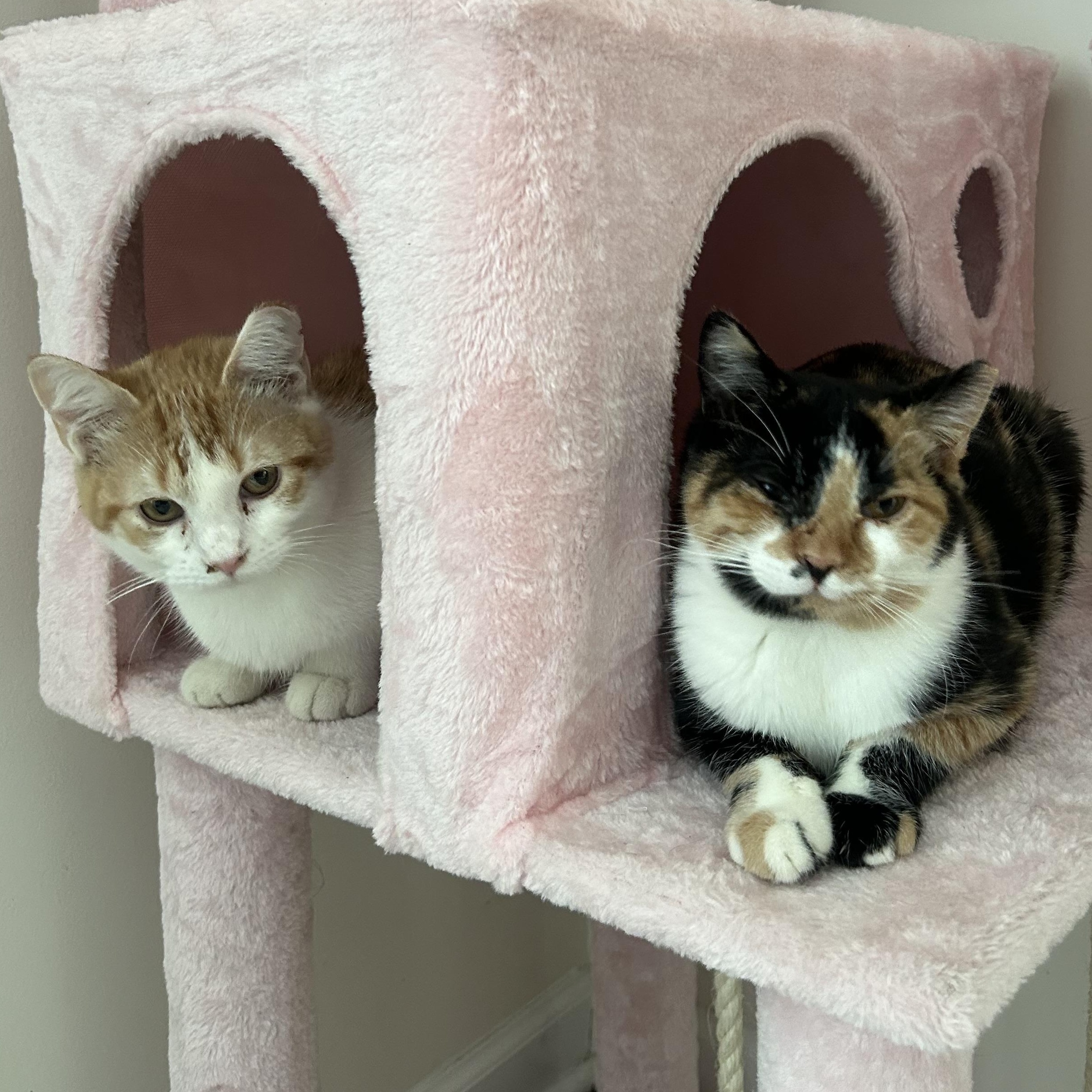 Suzi & Norma, a Adoptable Domestic Short Hair in Fort Oglethorpe, GA image 3/6