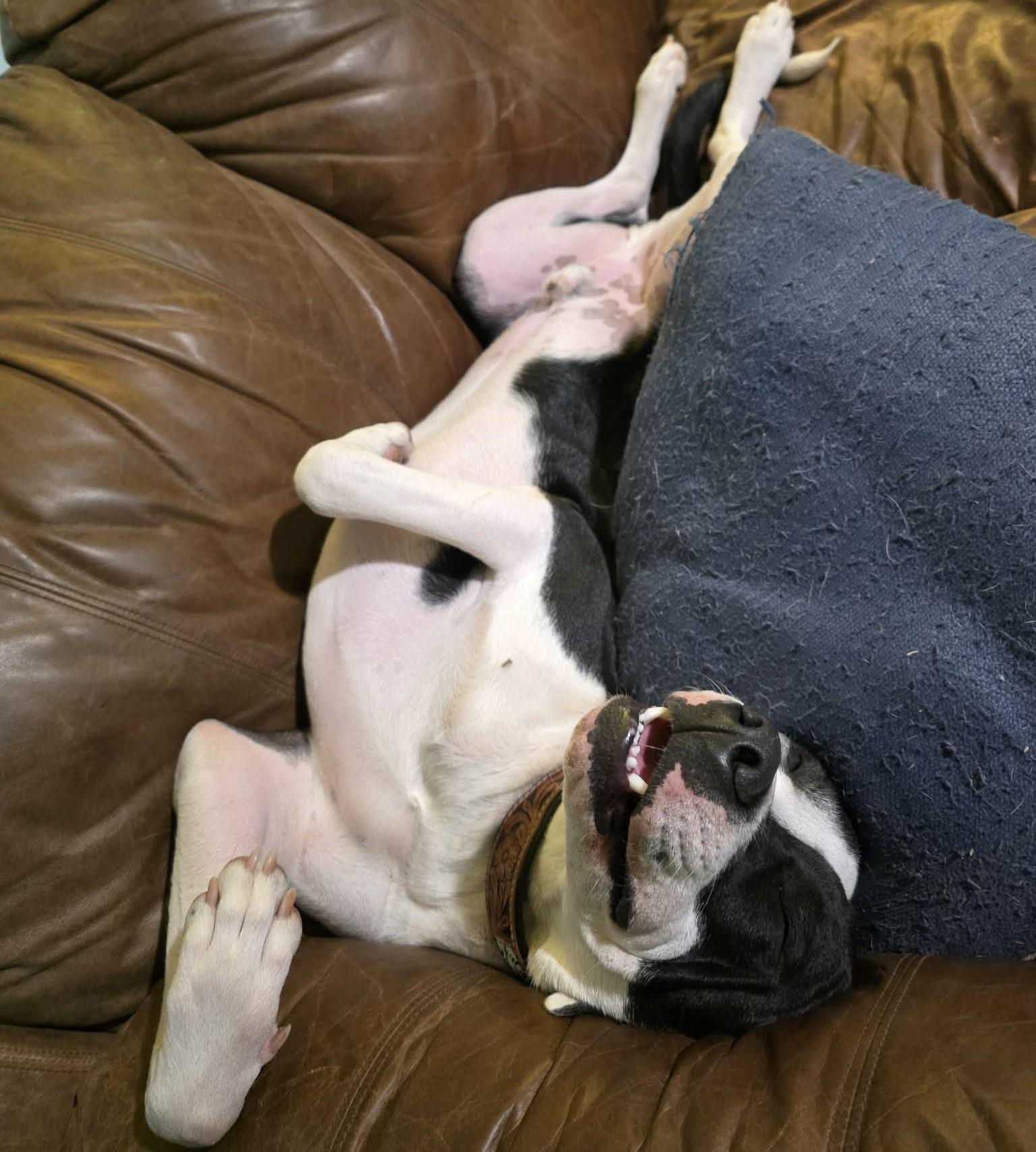 Enlarge MoonPie, a Adoptable mixed breed in Pittsburgh, PA image 5/6