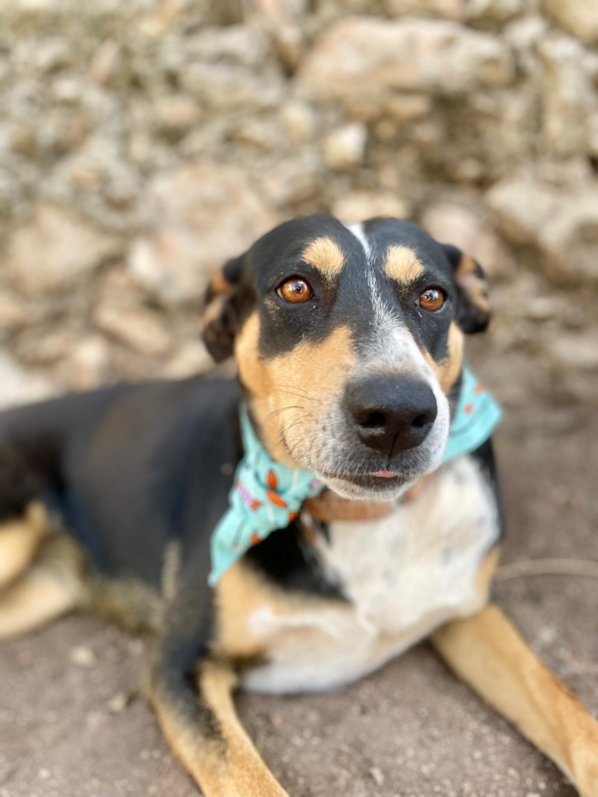 Enlarge Chilindrina (Foster to Adopt), a ADOPTABLE mixed breed in Mississauga, ON image 4/4