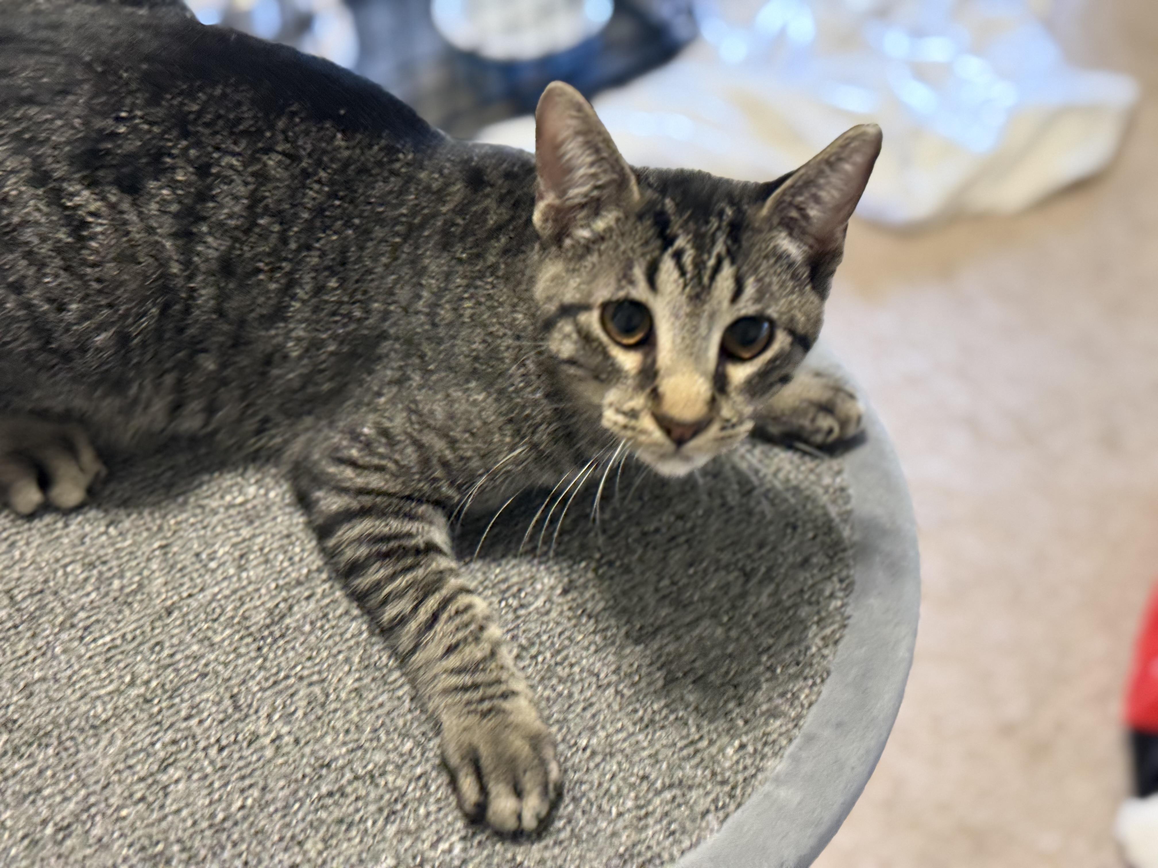Stormy , ADOPTABLE, Young Male Domestic Short Hair & Tabby.