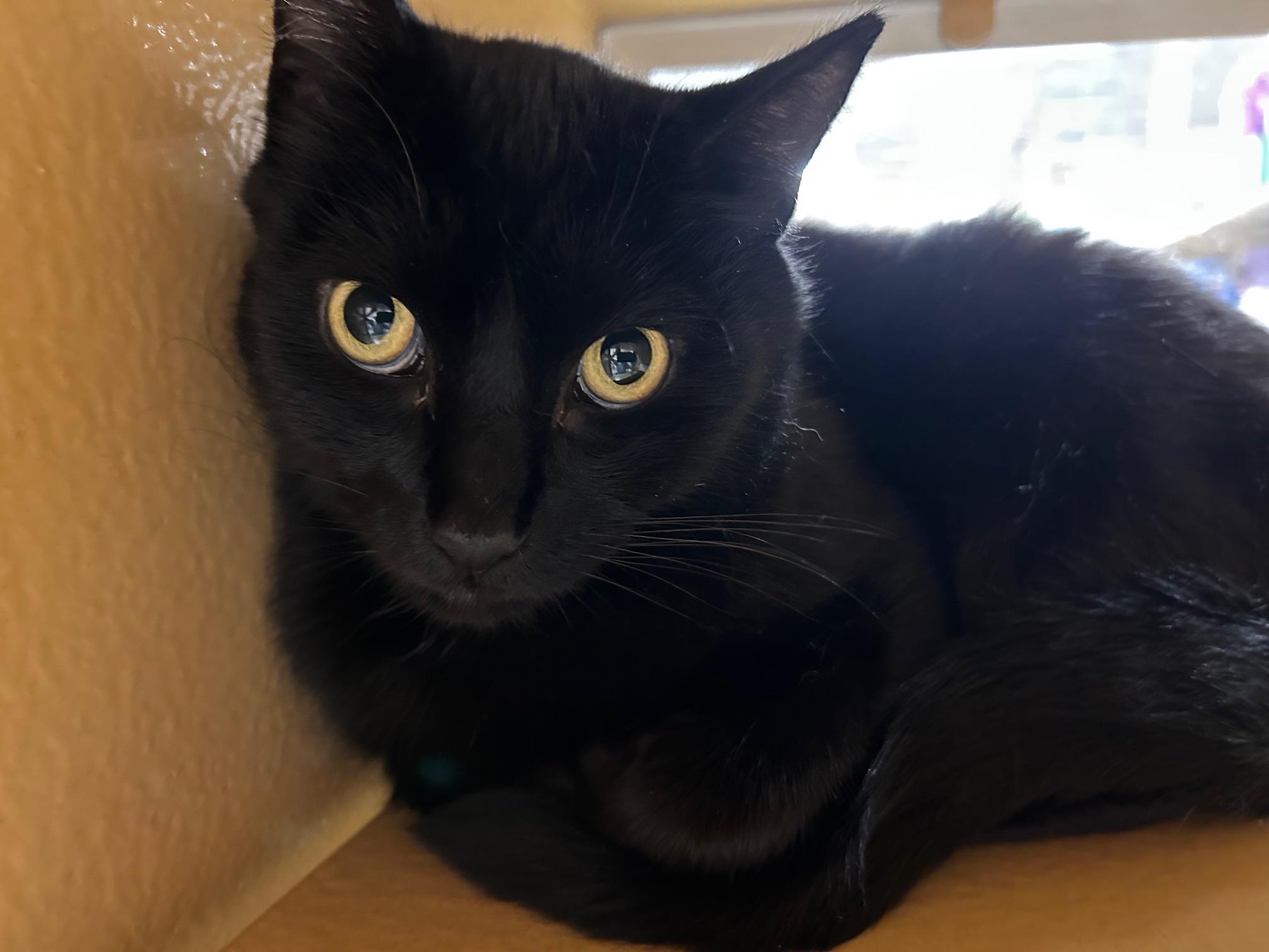 Enlarge Jasper, a ADOPTABLE Domestic Short Hair in Syracuse, NY image 3/3