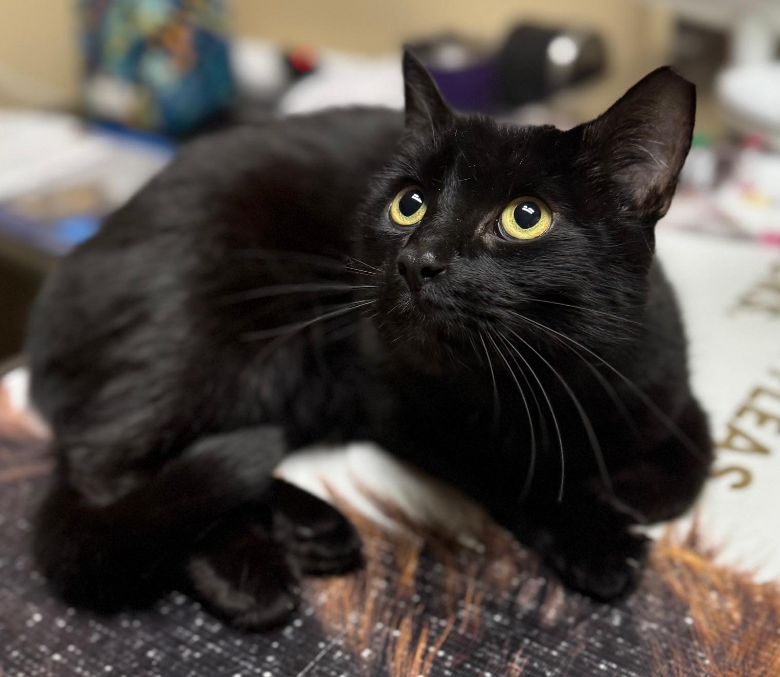 Jasper, ADOPTABLE, Adult Male Domestic Short Hair.