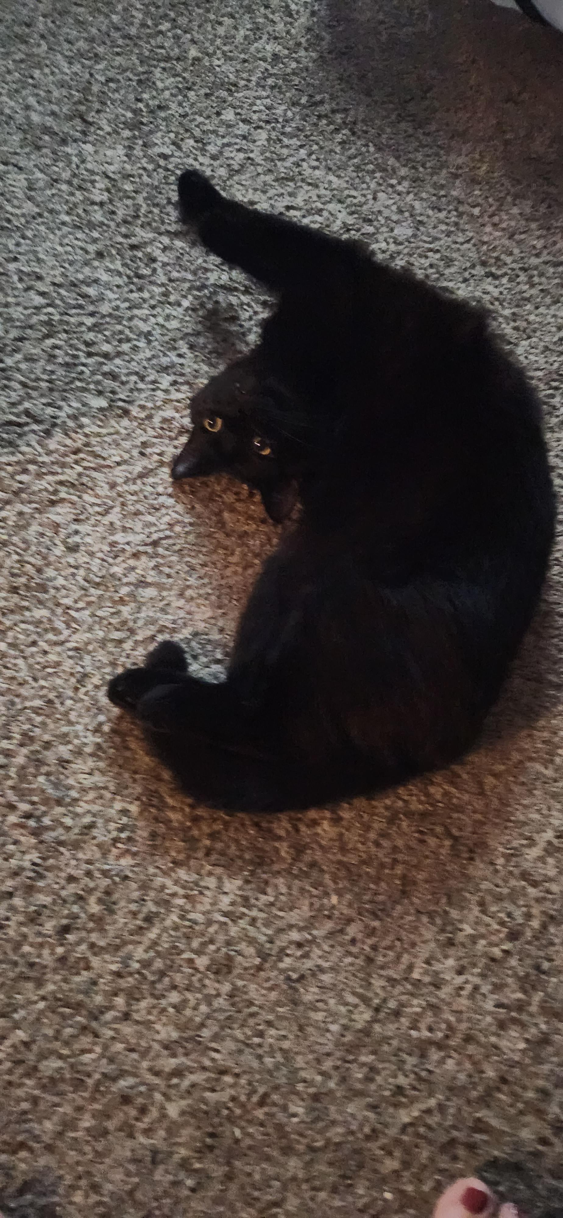 Enlarge Jasper, a ADOPTABLE Domestic Short Hair in Syracuse, NY image 2/3
