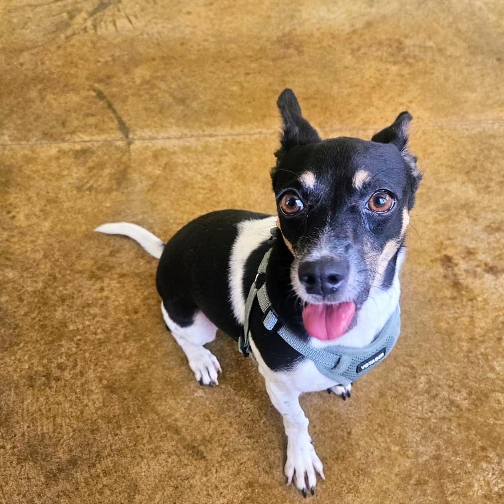 Fran, a Adoptable mixed breed in Annapolis, MD image 3/5