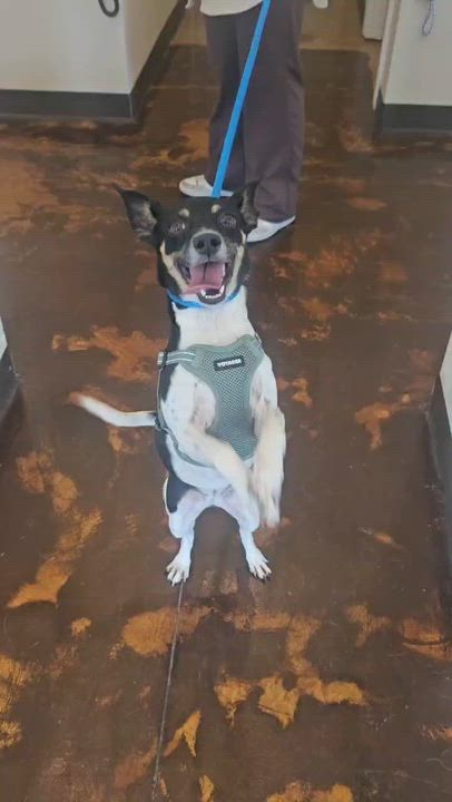 Enlarge Fran, a Adoptable mixed breed in Annapolis, MD video 5/5