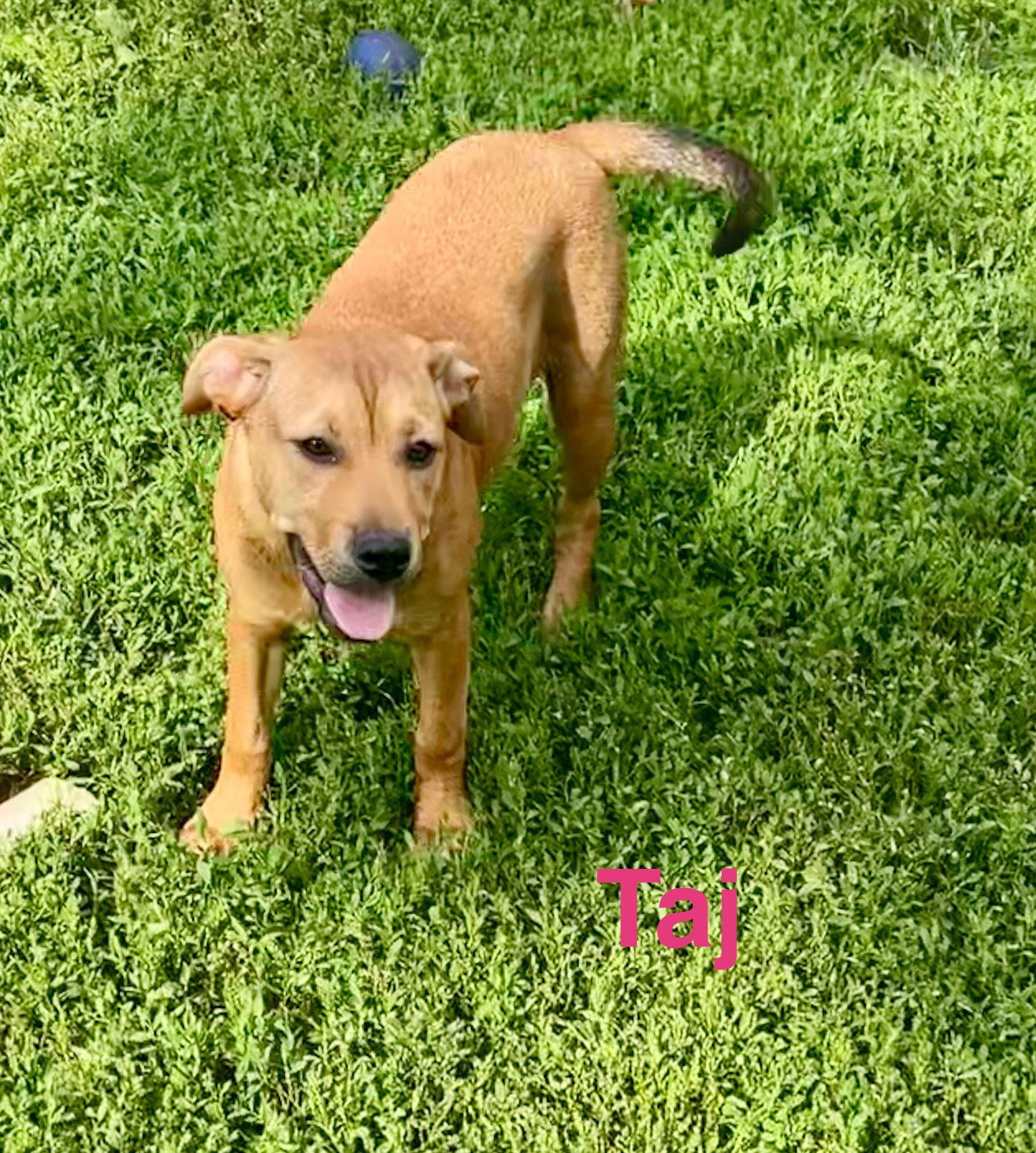 Enlarge Taj, a Adopted mixed breed in Topeka, KS image 1/1