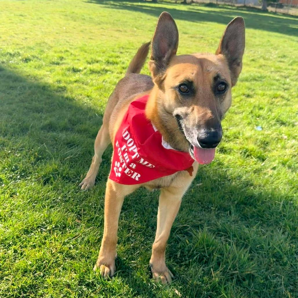 Ben Hur, Adoptable, Adult Male Shepherd & Mixed Breed.