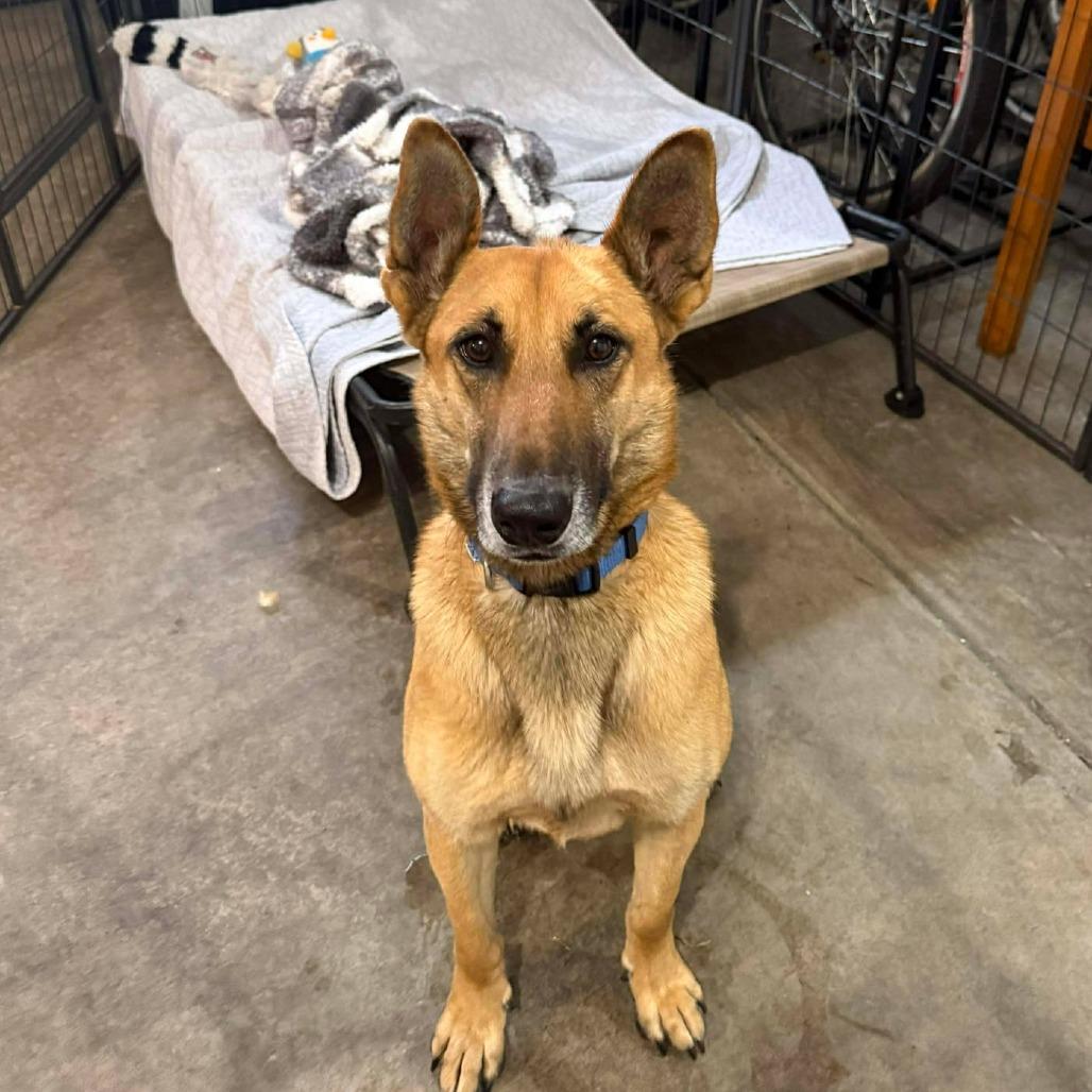 Enlarge Ben Hur, a Adoptable mixed breed in Bend, OR image 2/6