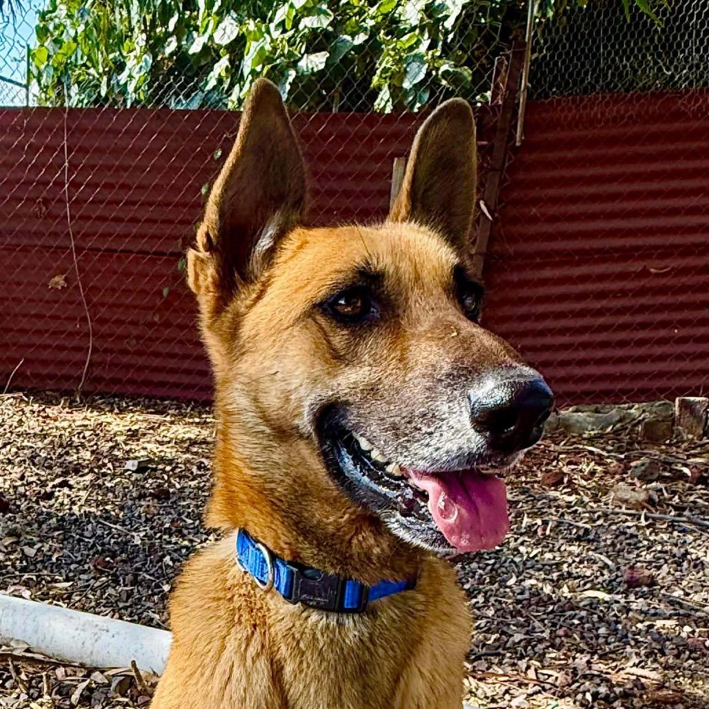 Enlarge Ben Hur, a Adoptable mixed breed in Bend, OR image 4/6