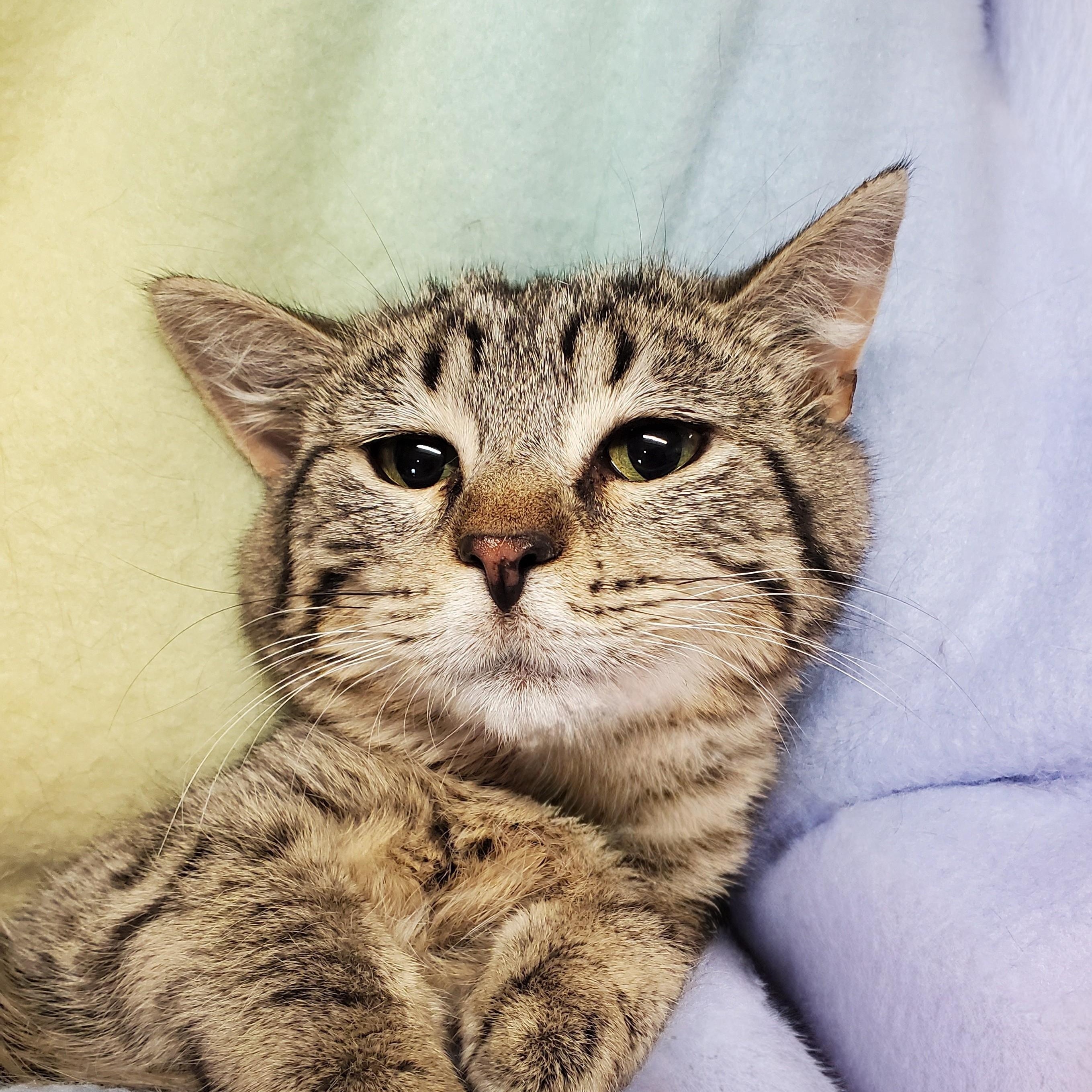 Enlarge Lightning McQueen, a Adoptable Domestic Short Hair in Marseilles, IL image 4/4