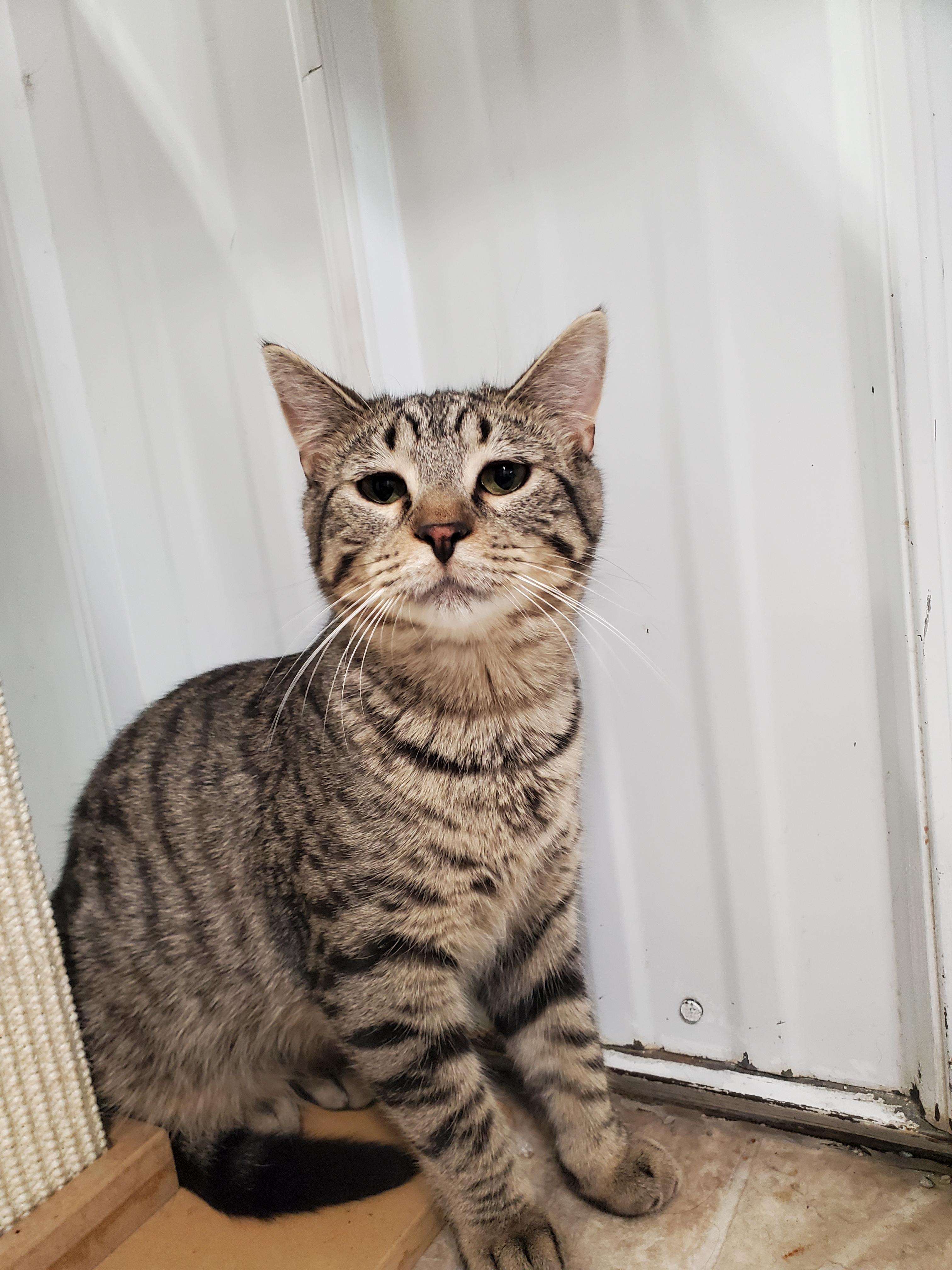 Enlarge Lightning McQueen, a Adoptable Domestic Short Hair in Marseilles, IL image 3/4