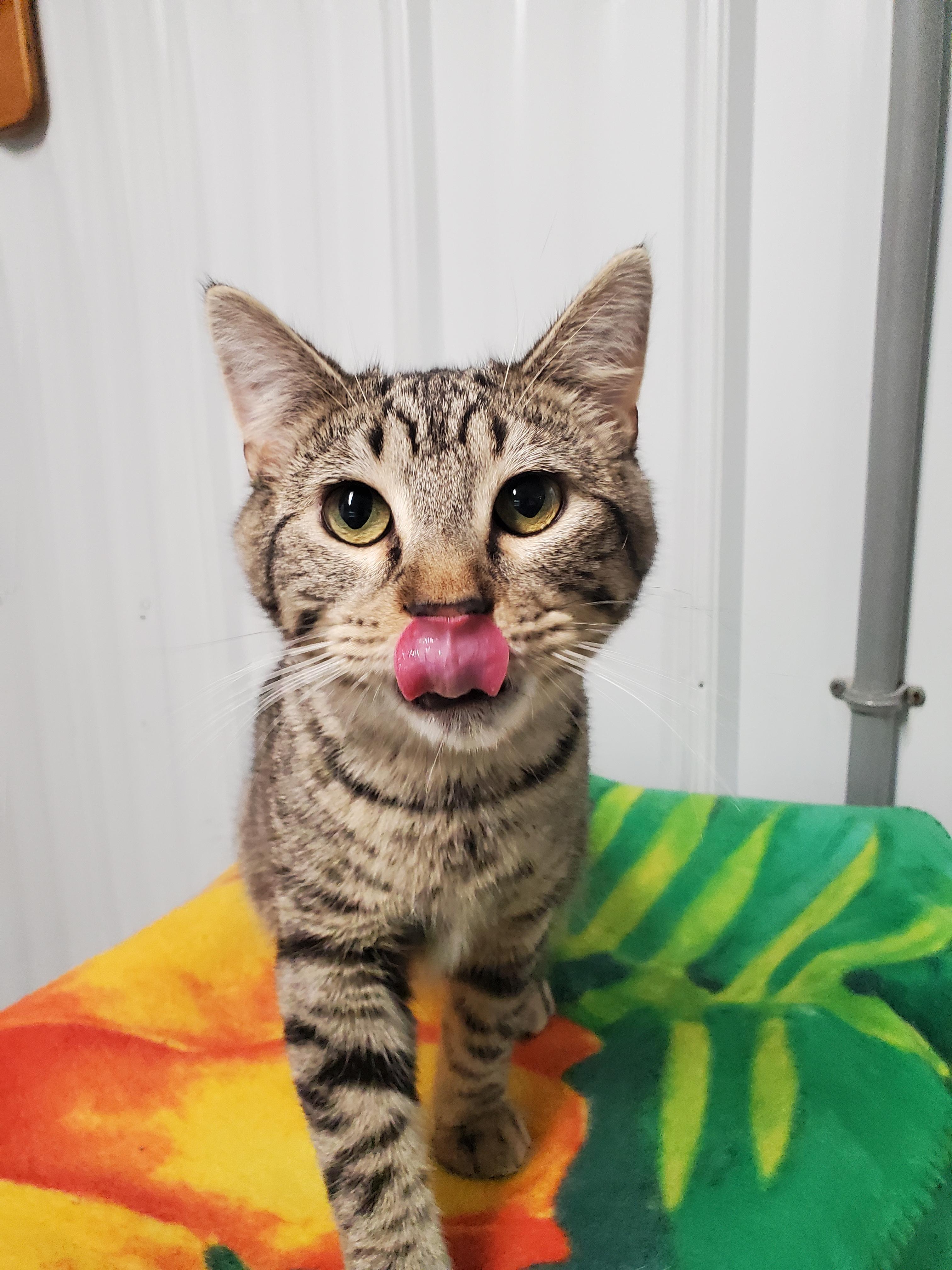 Enlarge Lightning McQueen, a Adoptable Domestic Short Hair in Marseilles, IL image 2/4