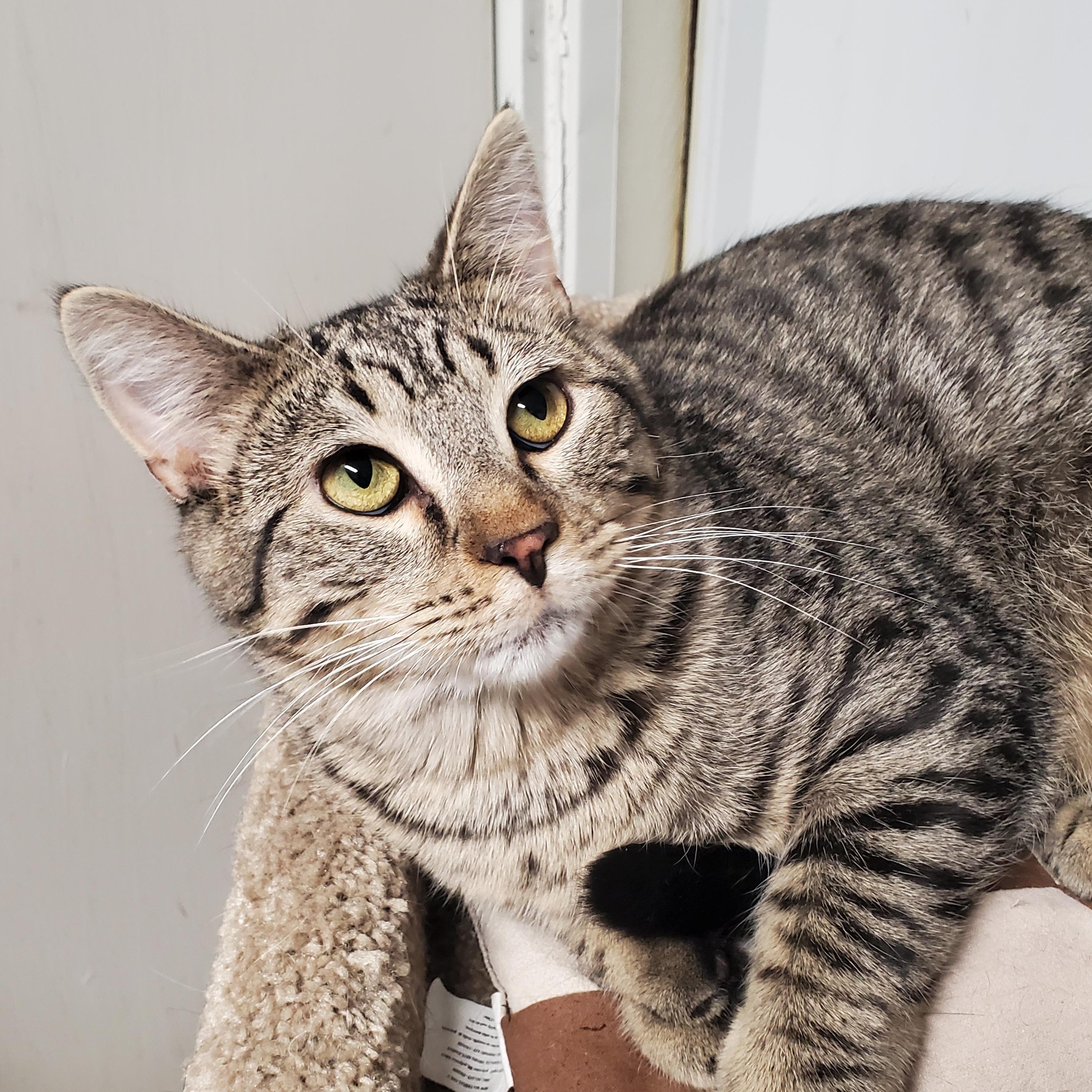 Enlarge Lightning McQueen, a Adoptable Domestic Short Hair in Marseilles, IL image 1/4