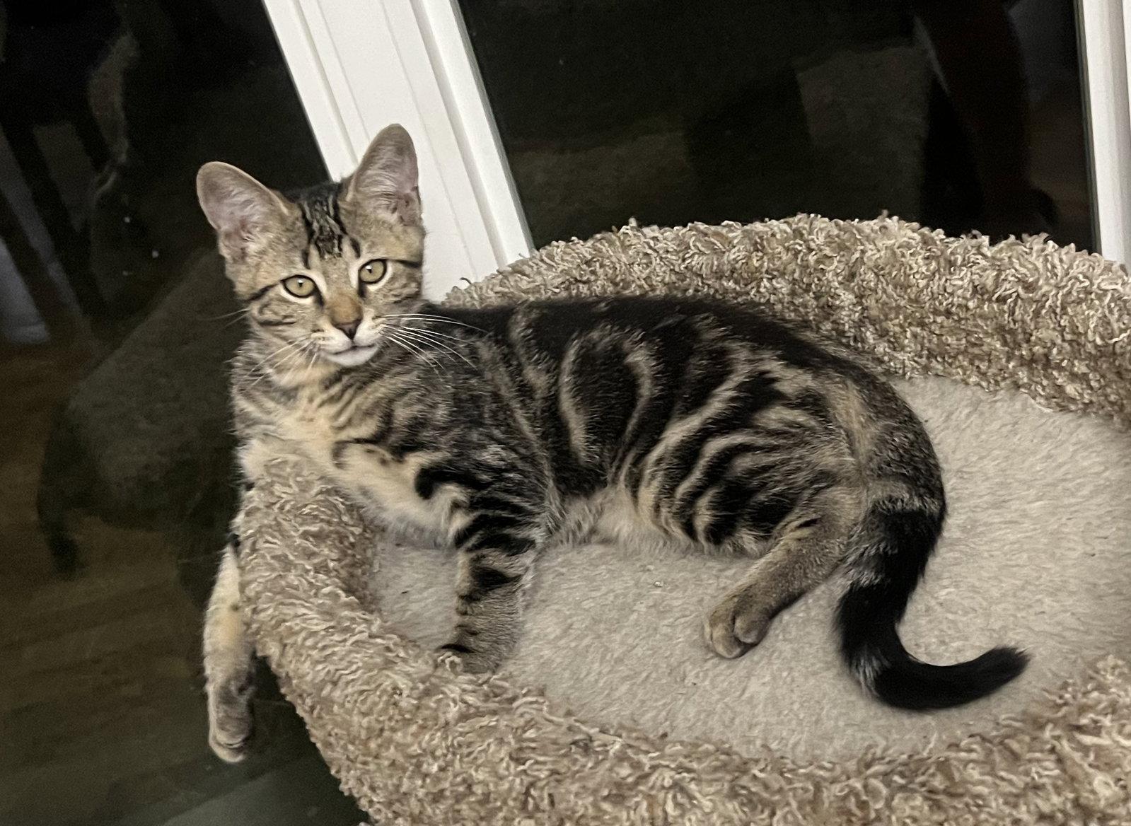 Enlarge Tumbleweed, a Adoptable Domestic Short Hair in McKinney, TX image 1/1