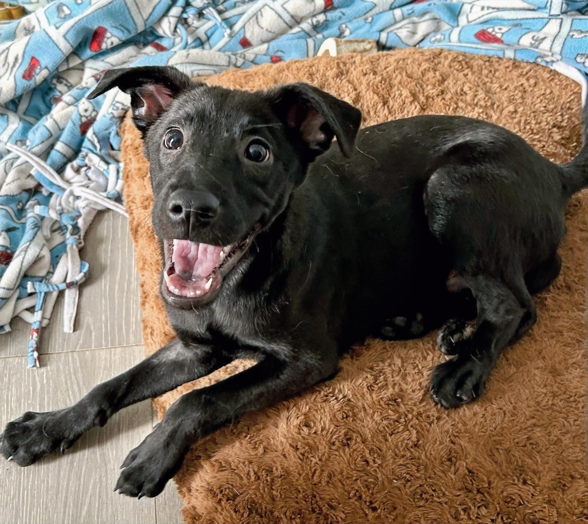 Enlarge Jet, a Adoptable mixed breed in Huntington Beach, CA image 1/1