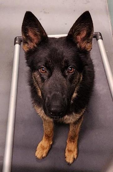 Enlarge Rudy, a ADOPTABLE German Shepherd Dog in Butte, MT image 1/1