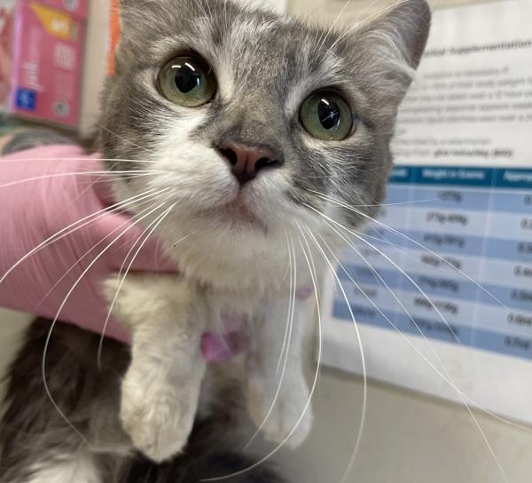 Challah, Adoptable, Adult Female Domestic Long Hair.