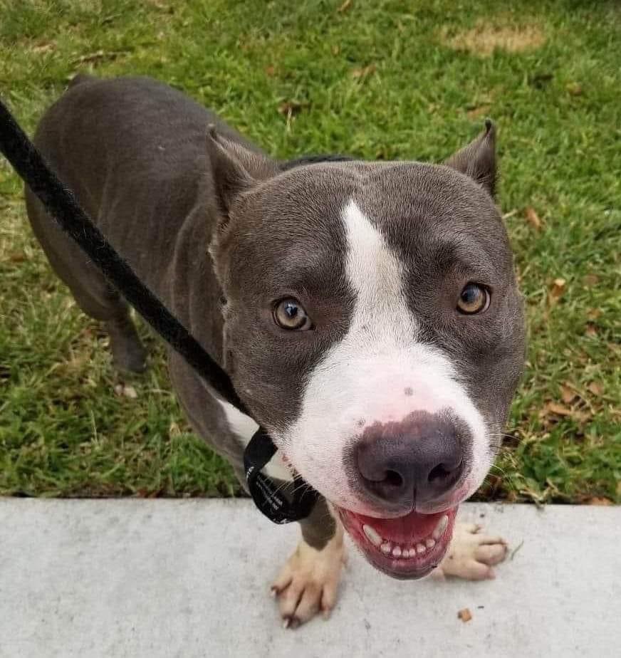 Bosco, a Adopted mixed breed in Pompton Plains, NJ image 1/6
