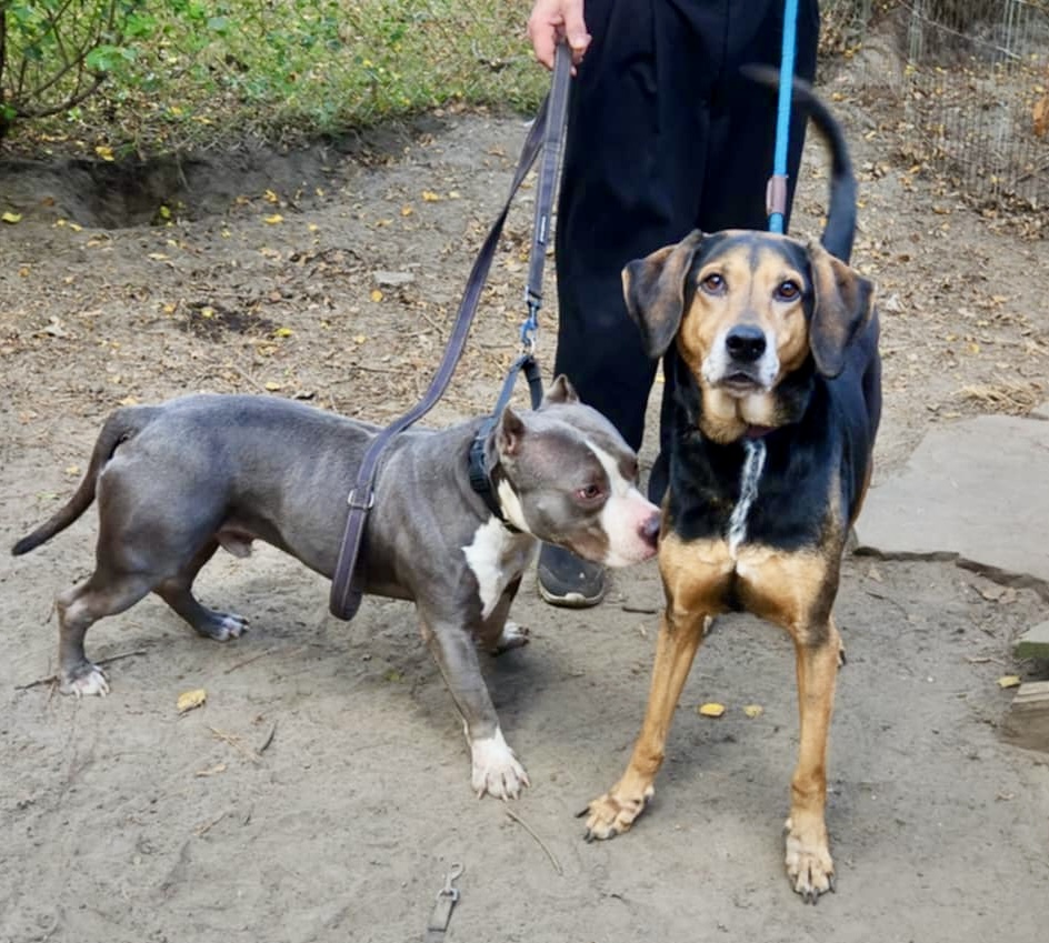 Bosco, a Adopted mixed breed in Pompton Plains, NJ image 2/6