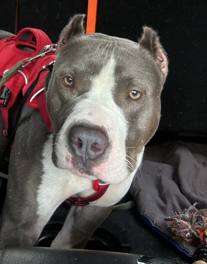 Bosco, a Adopted mixed breed in Pompton Plains, NJ image 3/6