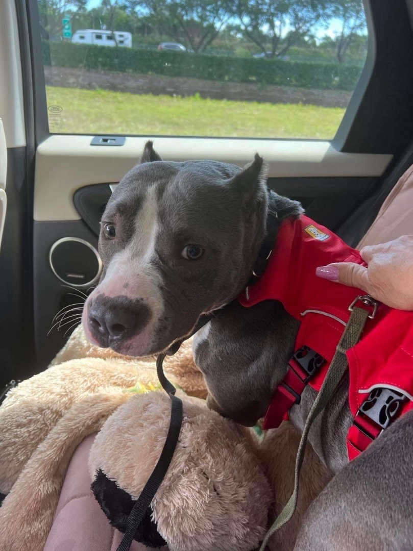 Bosco, a Adopted mixed breed in Pompton Plains, NJ image 5/6