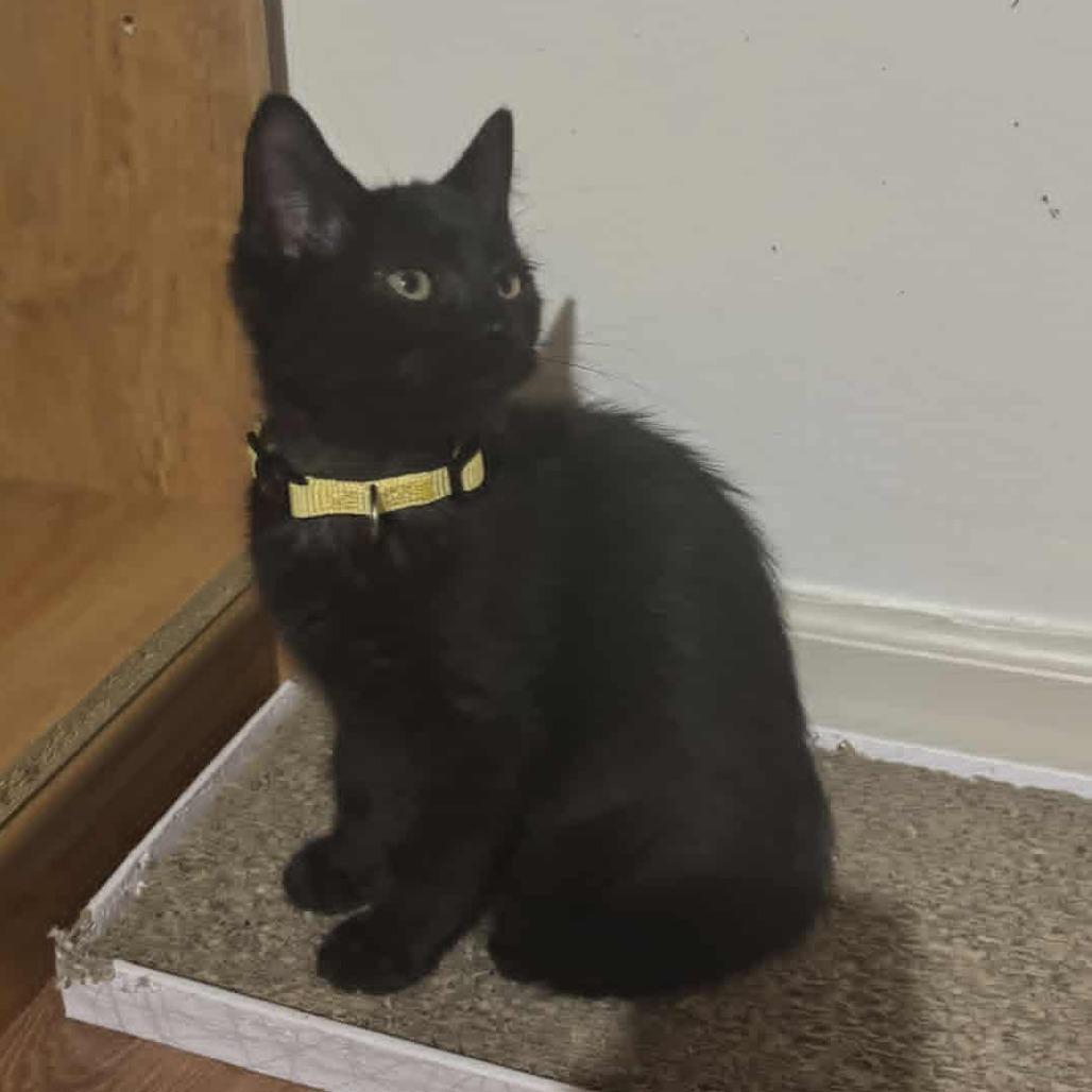 Tamar, Adoptable, Kitten Female Domestic Medium Hair.