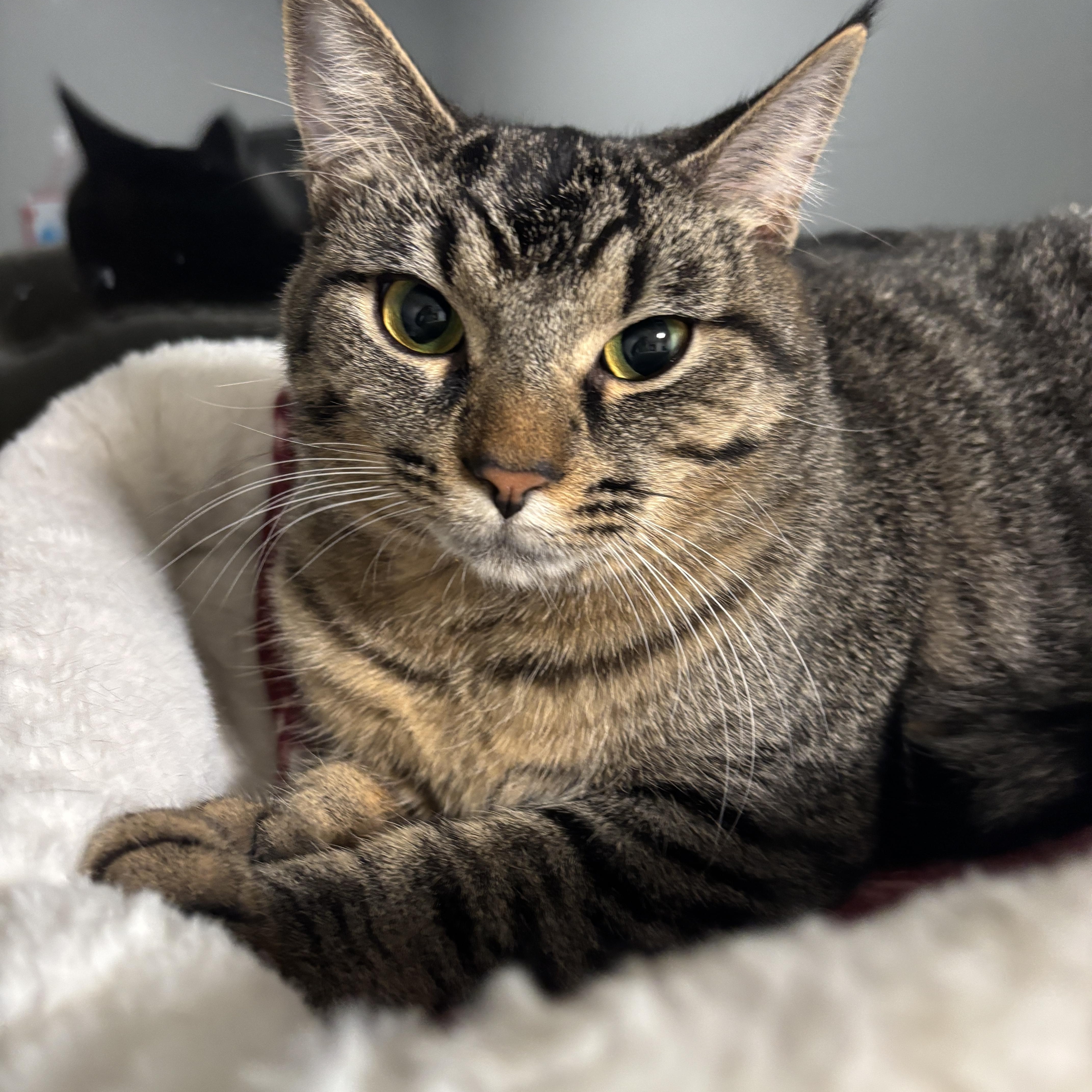 Hope, Adoptable, Kitten Female Domestic Short Hair.