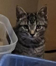 Hope, a Adoptable Domestic Short Hair in Kenosha, WI image 2/3