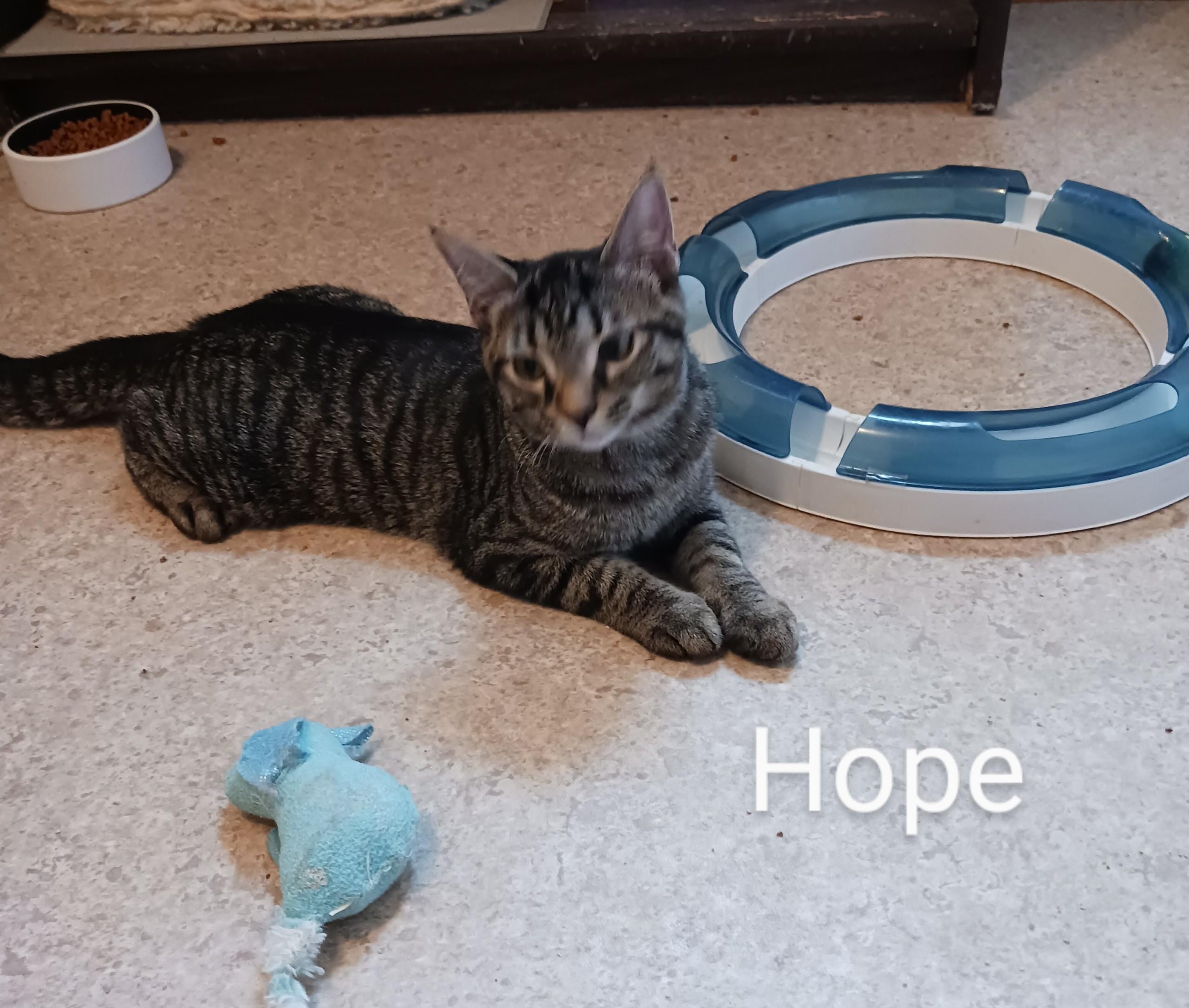 Hope, a Adoptable Domestic Short Hair in Kenosha, WI image 1/3