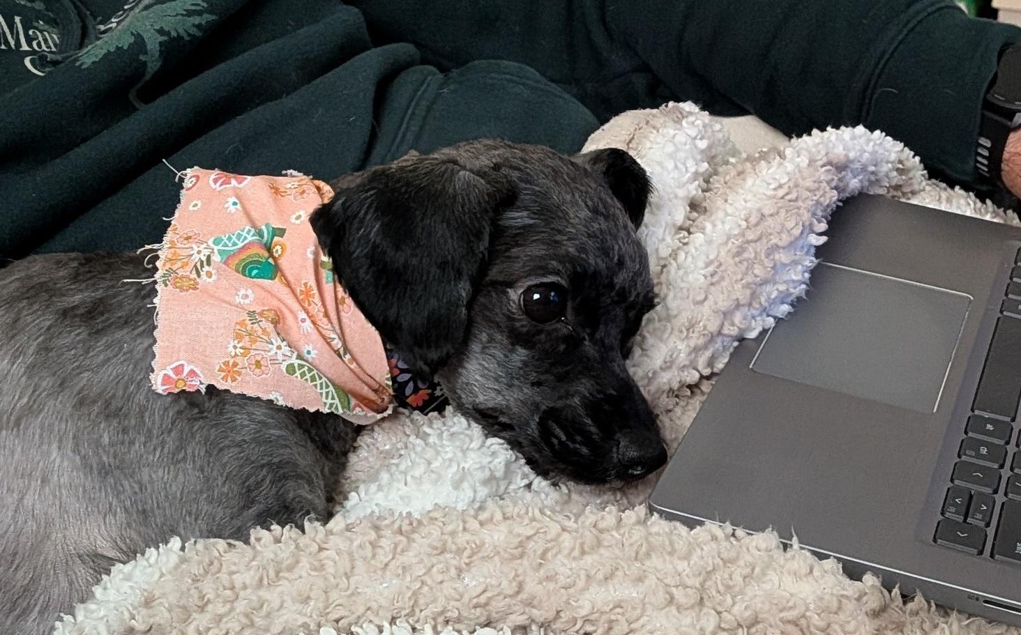 Enlarge Minnie, a ADOPTABLE mixed breed in East Point, GA image 4/5