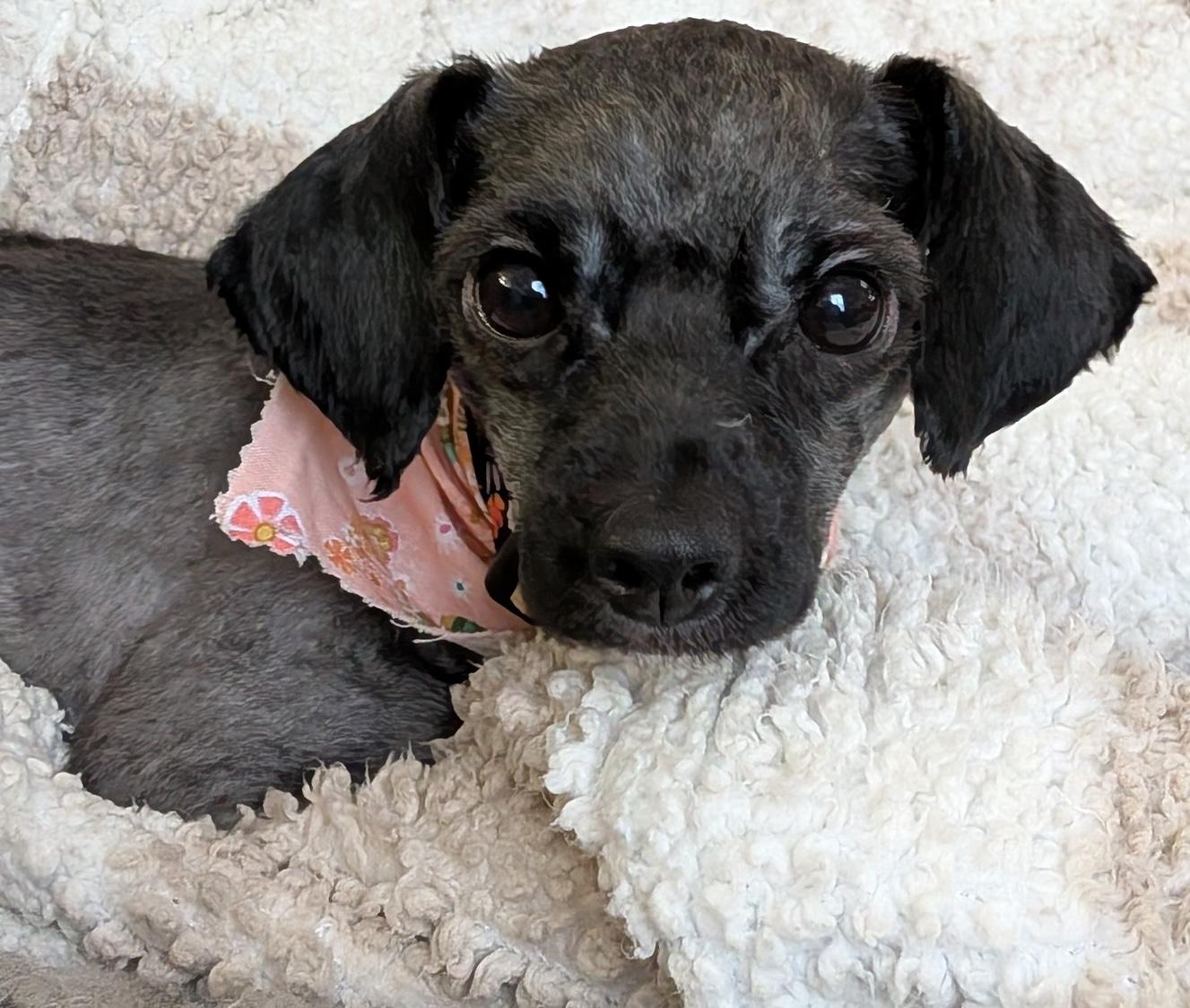 Enlarge Minnie, a ADOPTABLE mixed breed in East Point, GA image 2/5