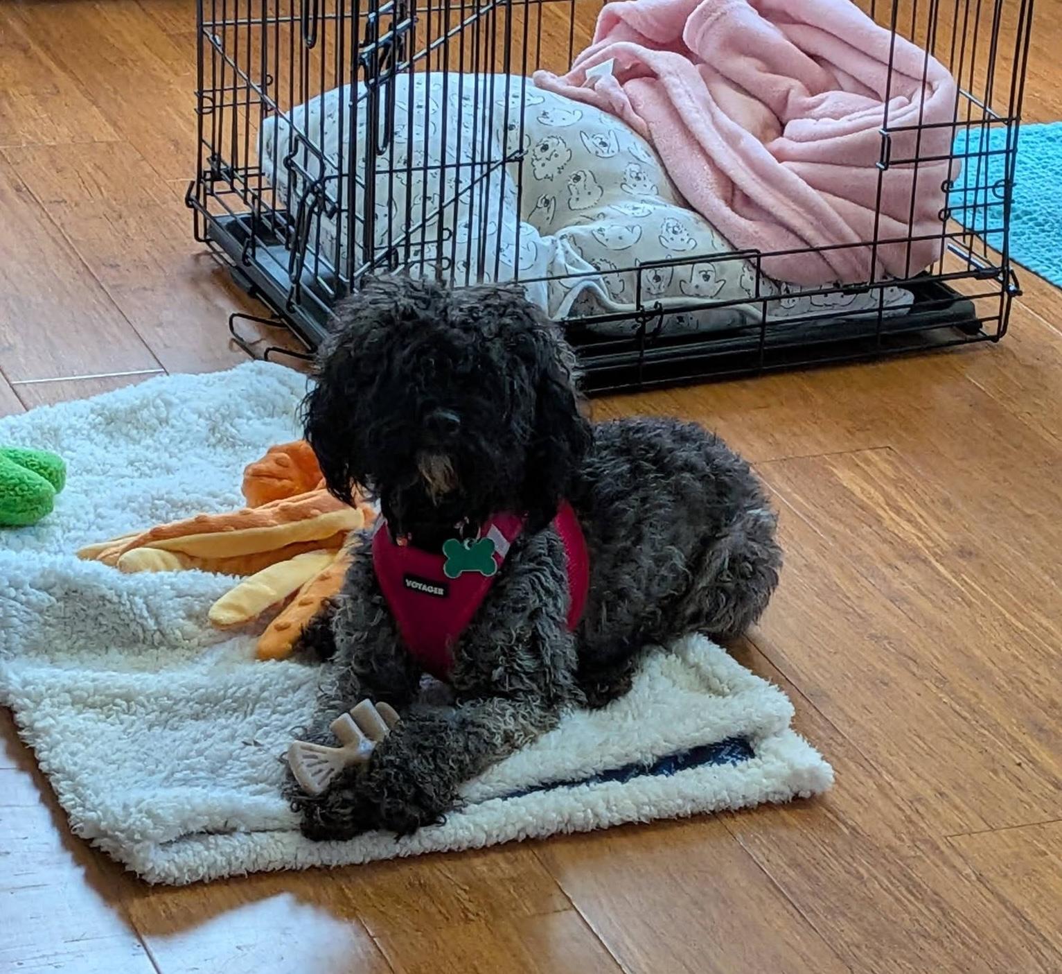 Minnie, ADOPTABLE, Young Female Poodle (Toy).