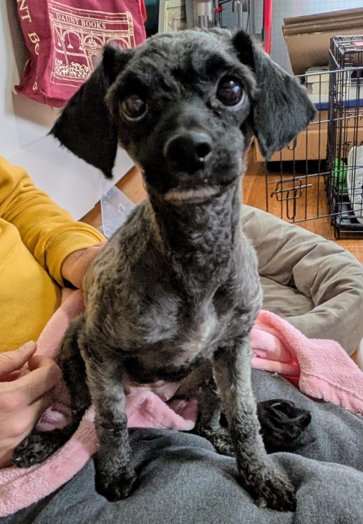 Enlarge Minnie, a ADOPTABLE mixed breed in East Point, GA image 3/5