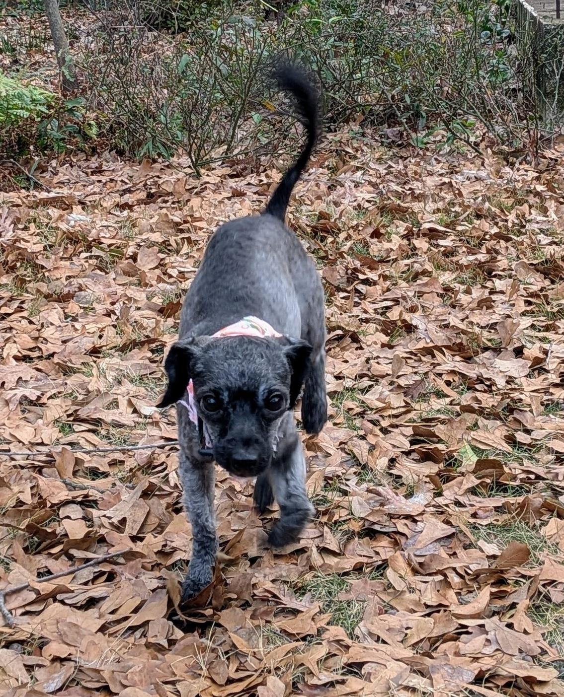 Enlarge Minnie, a ADOPTABLE mixed breed in East Point, GA image 5/5