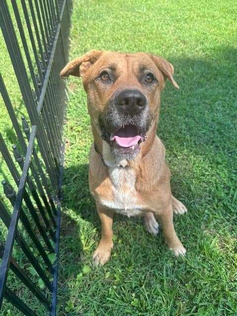 Enlarge Louise, a Adoptable mixed breed in Nashville, TN image 2/4